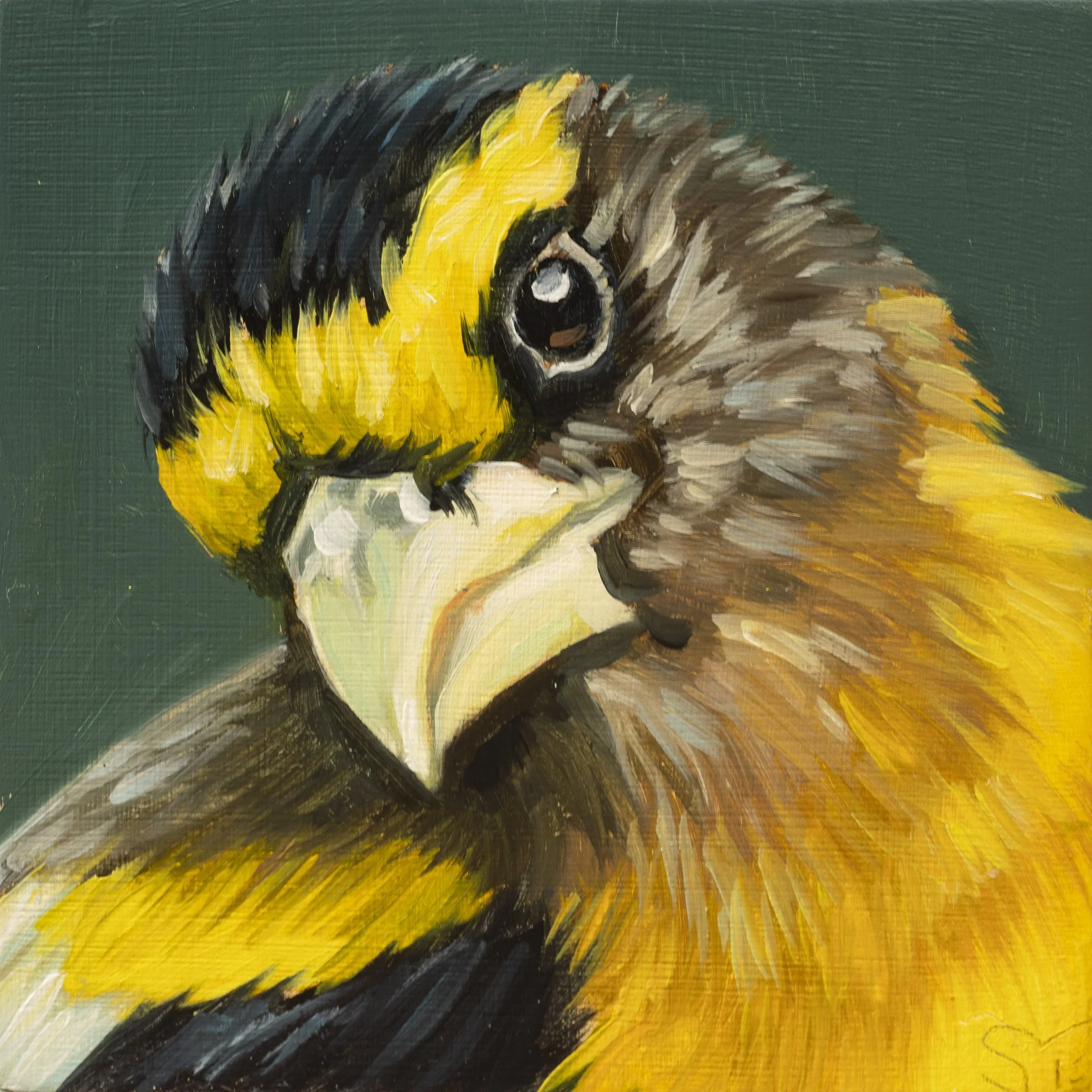 Evening Grosbeak Portrait 1.jpg