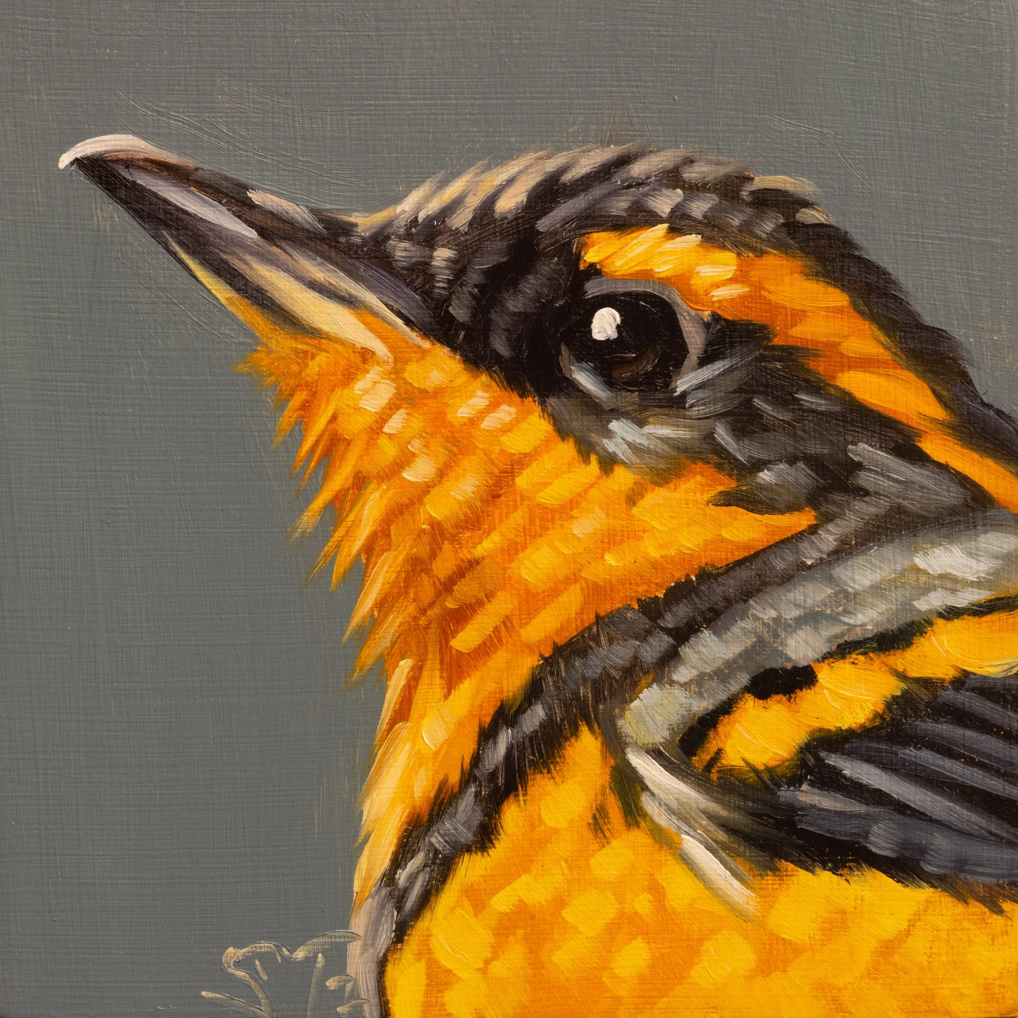 Varied Thrush Portrait 6.jpg