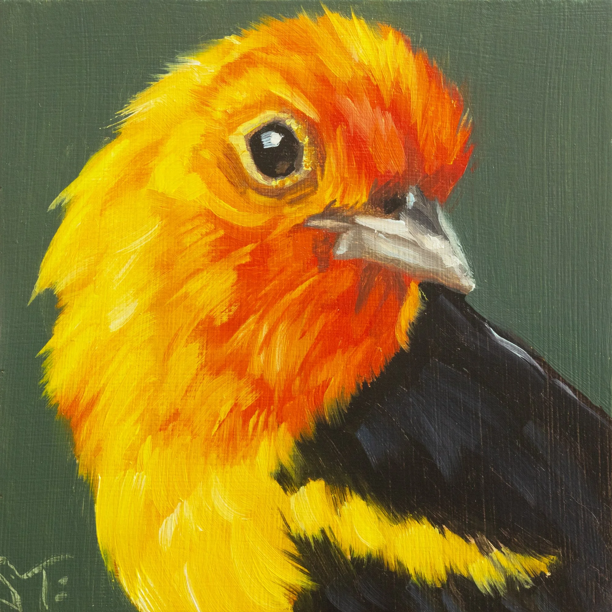 Western Tanager Portrait 11.jpg