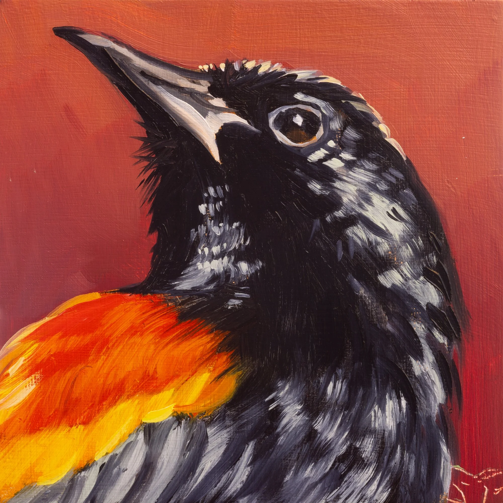 Red-winged Blackbird Portrait 17.jpg