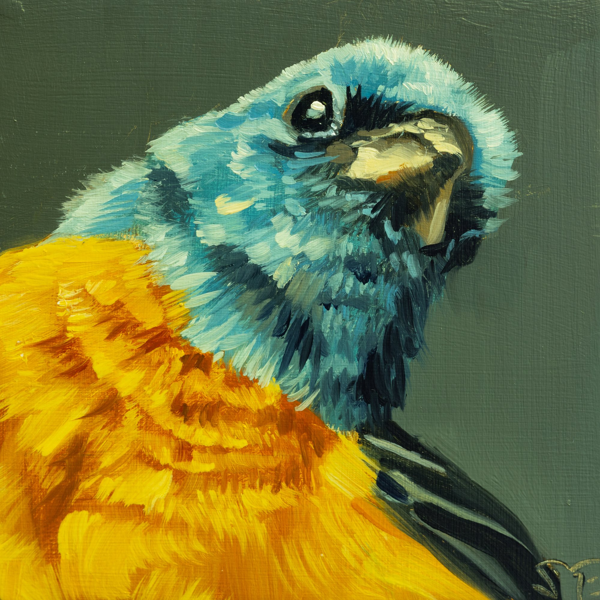 Lazuli Bunting Portrait 10.jpg
