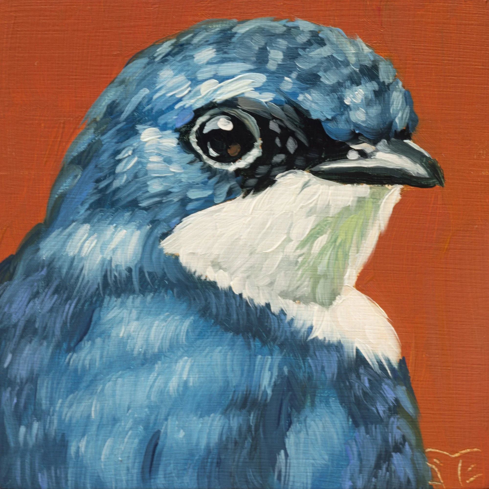 Tree Swallow Portrait 4.jpg