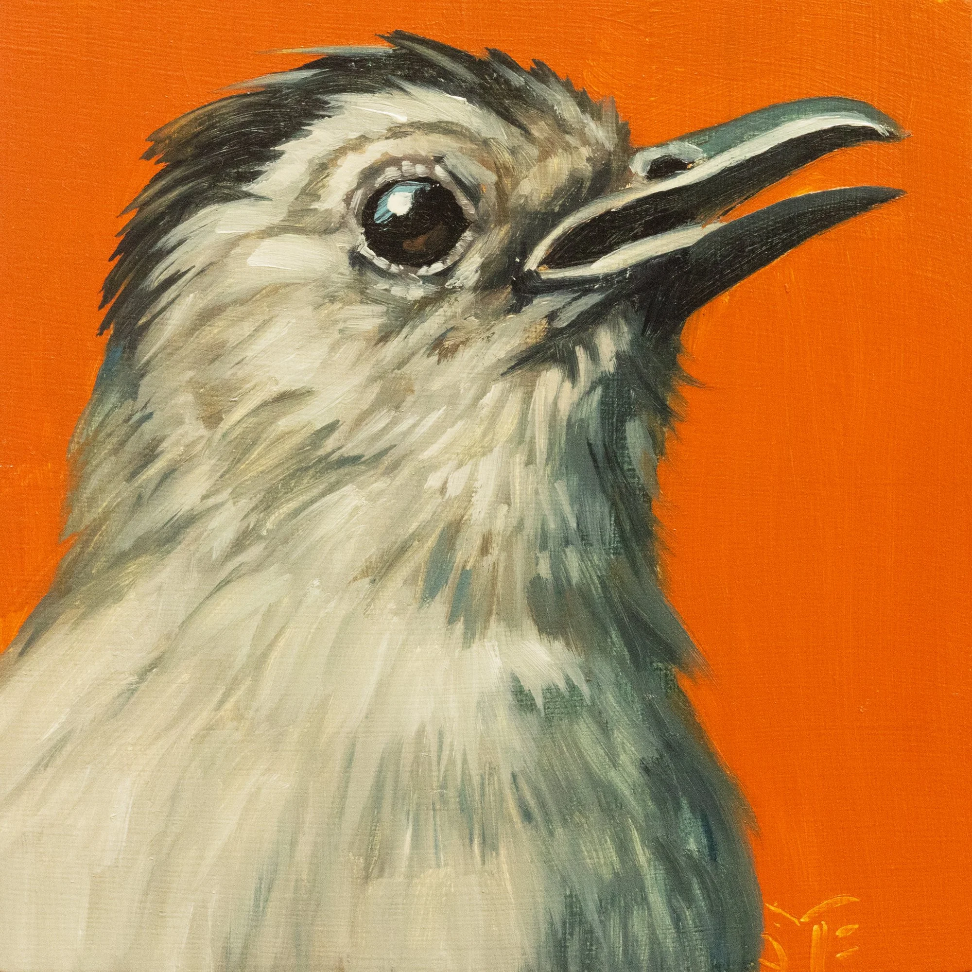 Gray Catbird Portrait 3.jpg