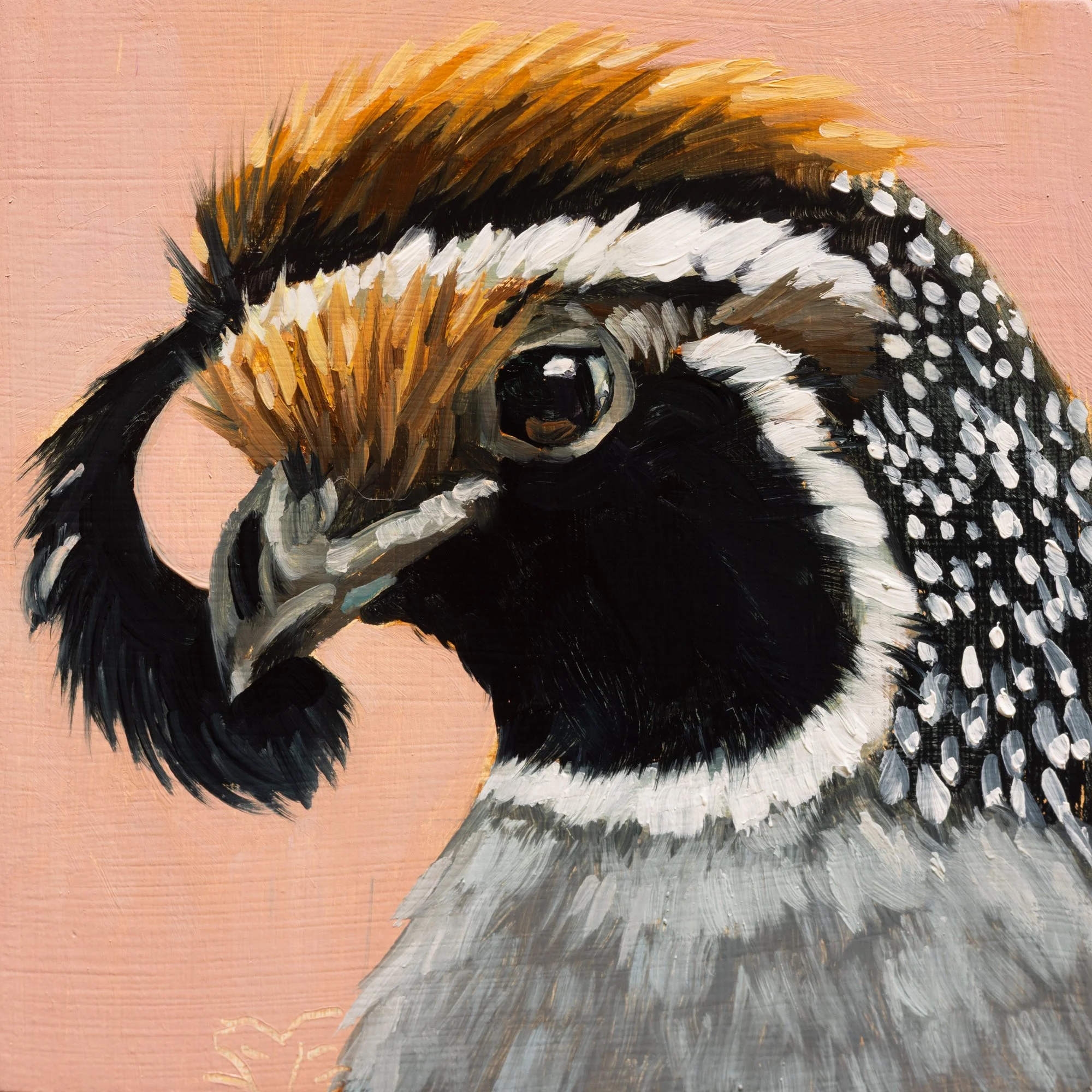 California Quail Portrait 34.jpg