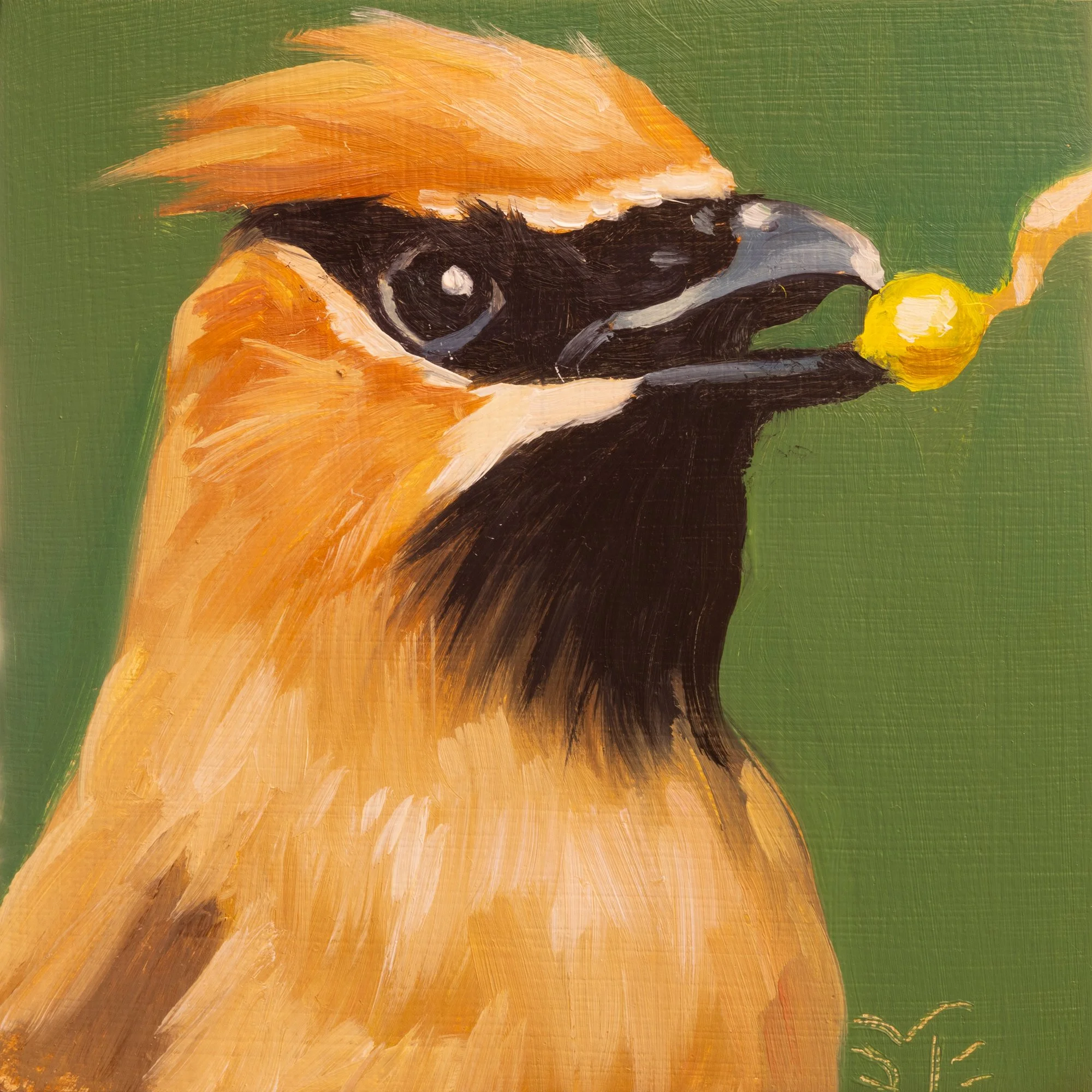 Cedar Waxwing Portrait 12.jpg
