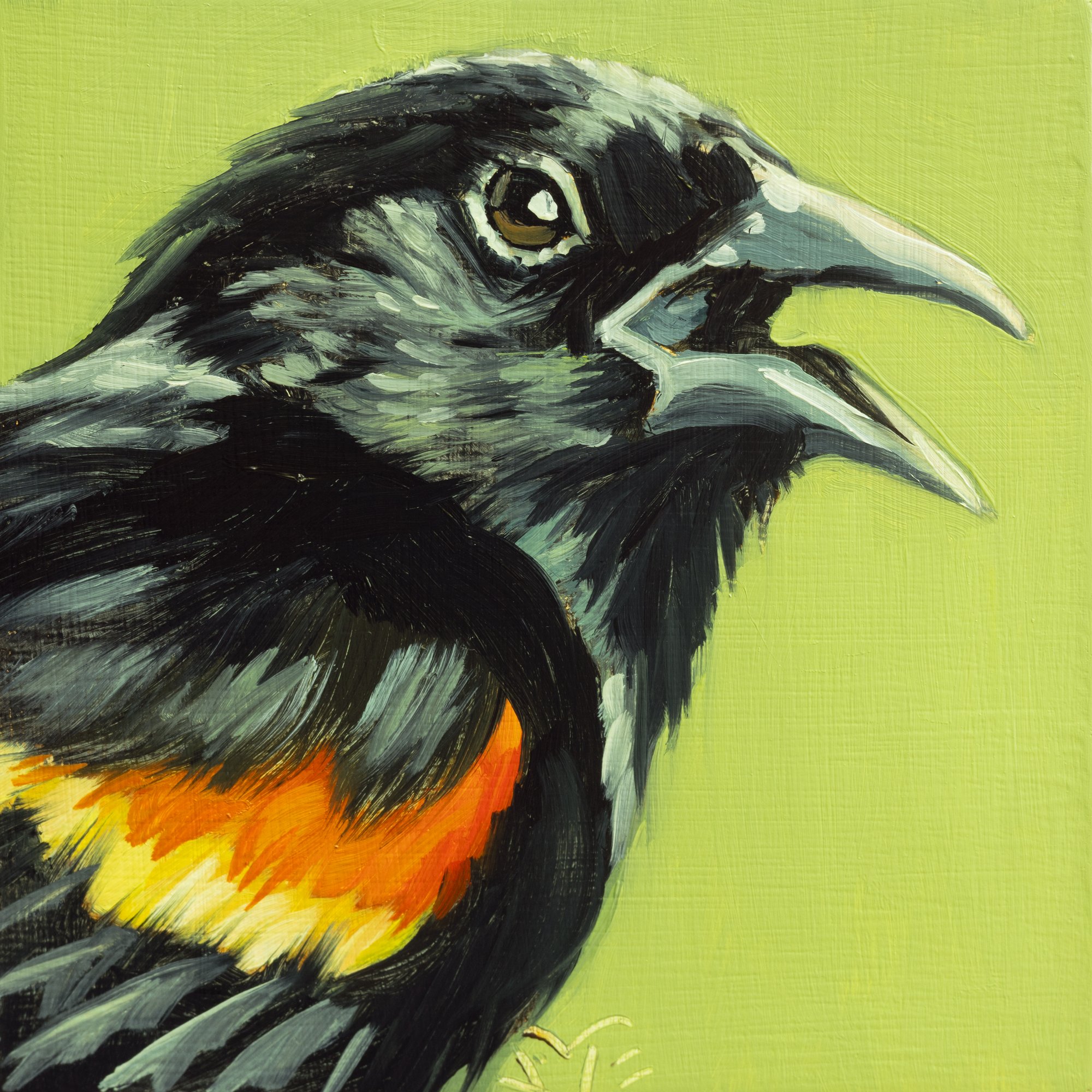 Red-winged Blackbird Portrait 18.jpg