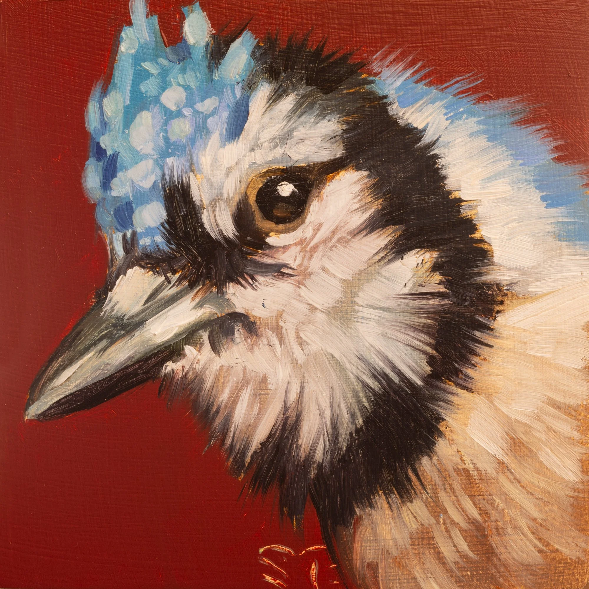 Blue Jay Portrait 4.jpg