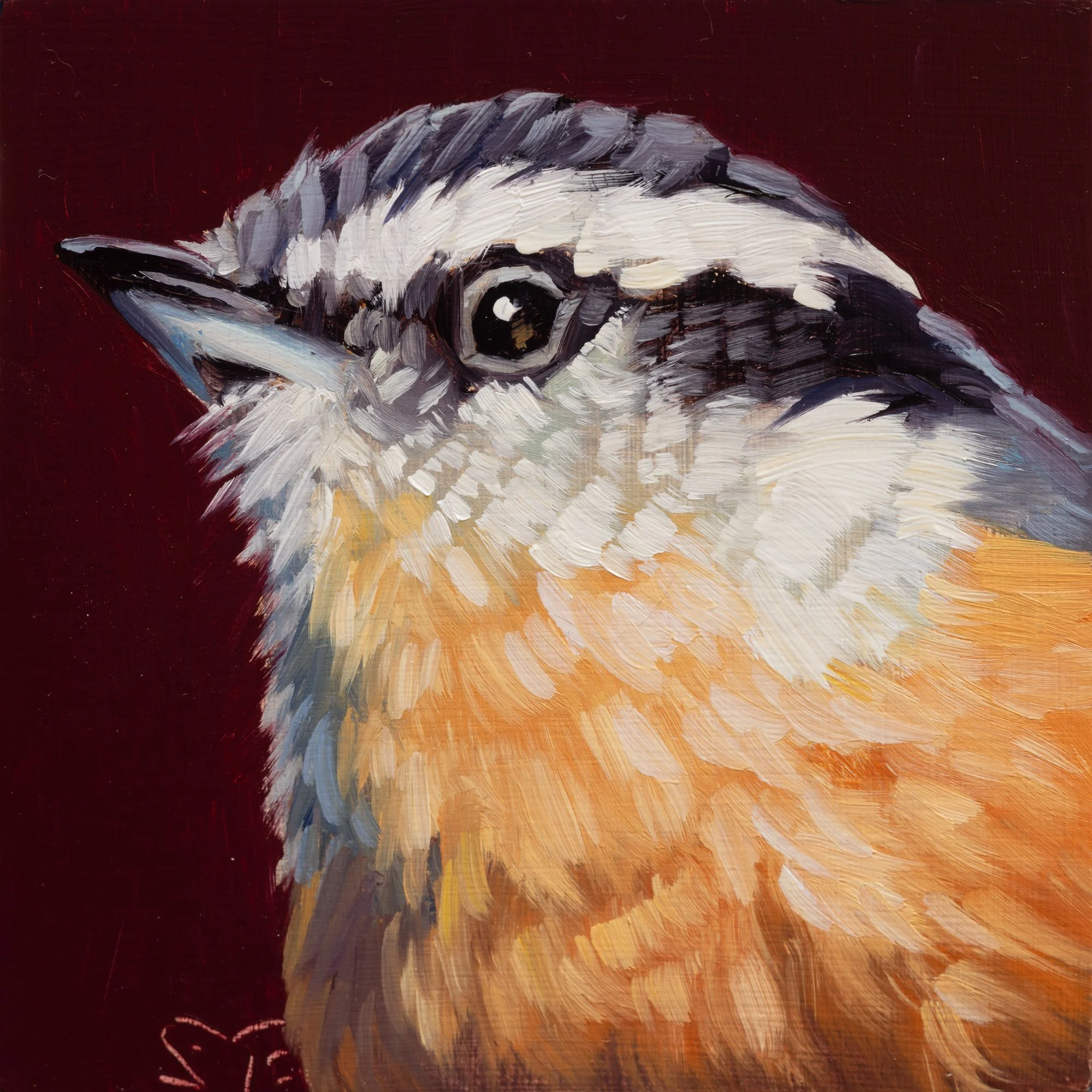 Red-breasted Nuthatch Portrait 9.jpg