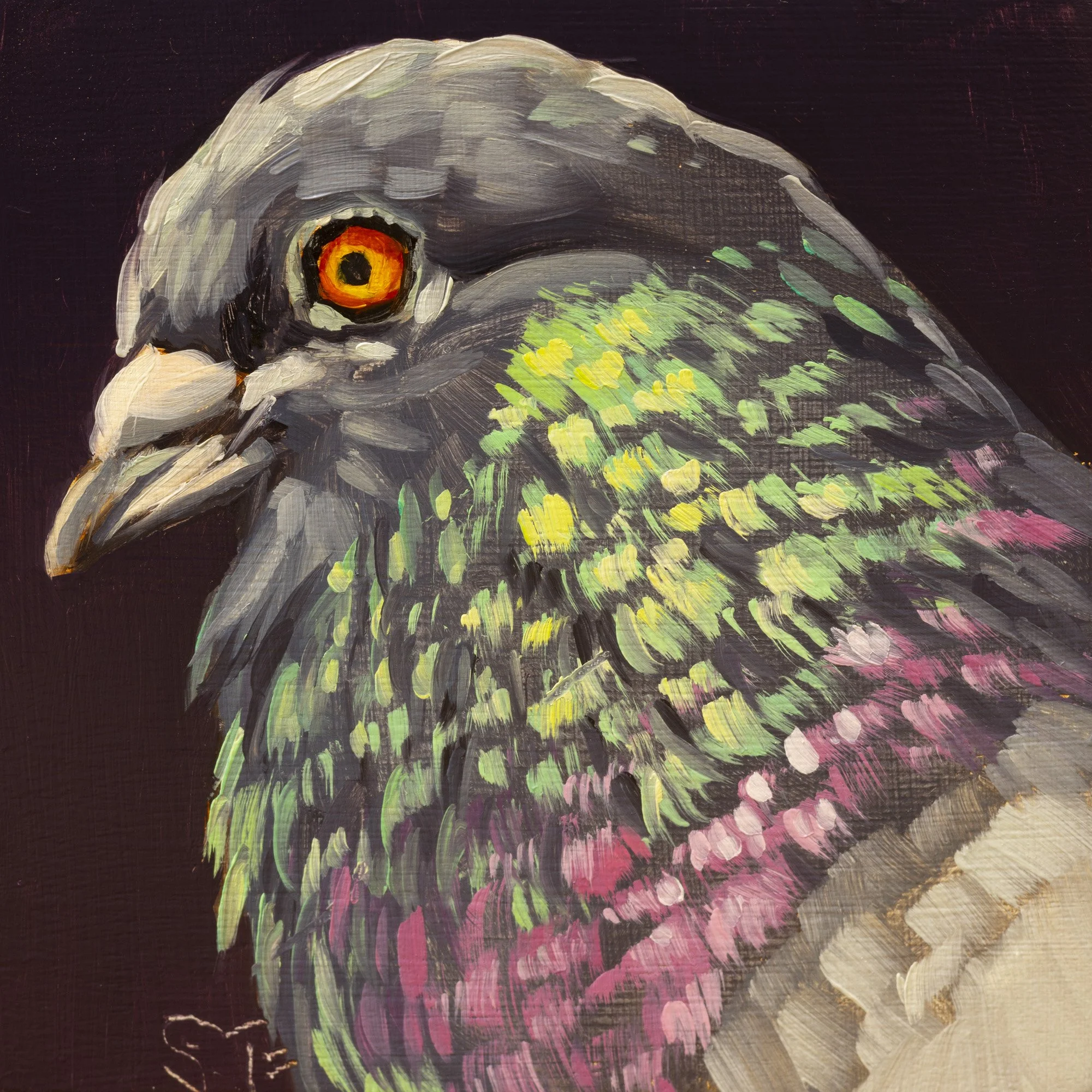 Rock Pigeon Portrait 10.jpg