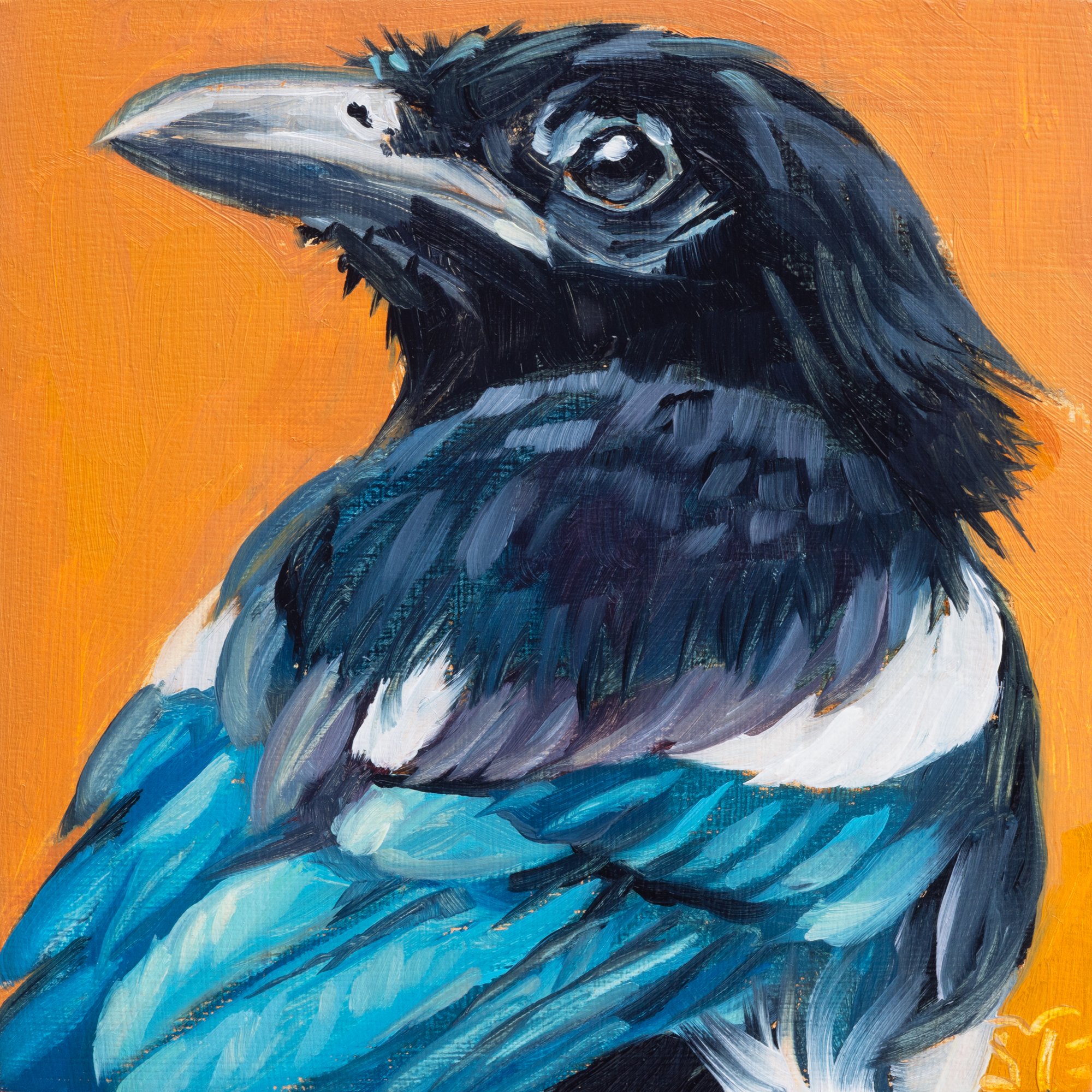 Black-billed Magpie Portrait 6.jpg