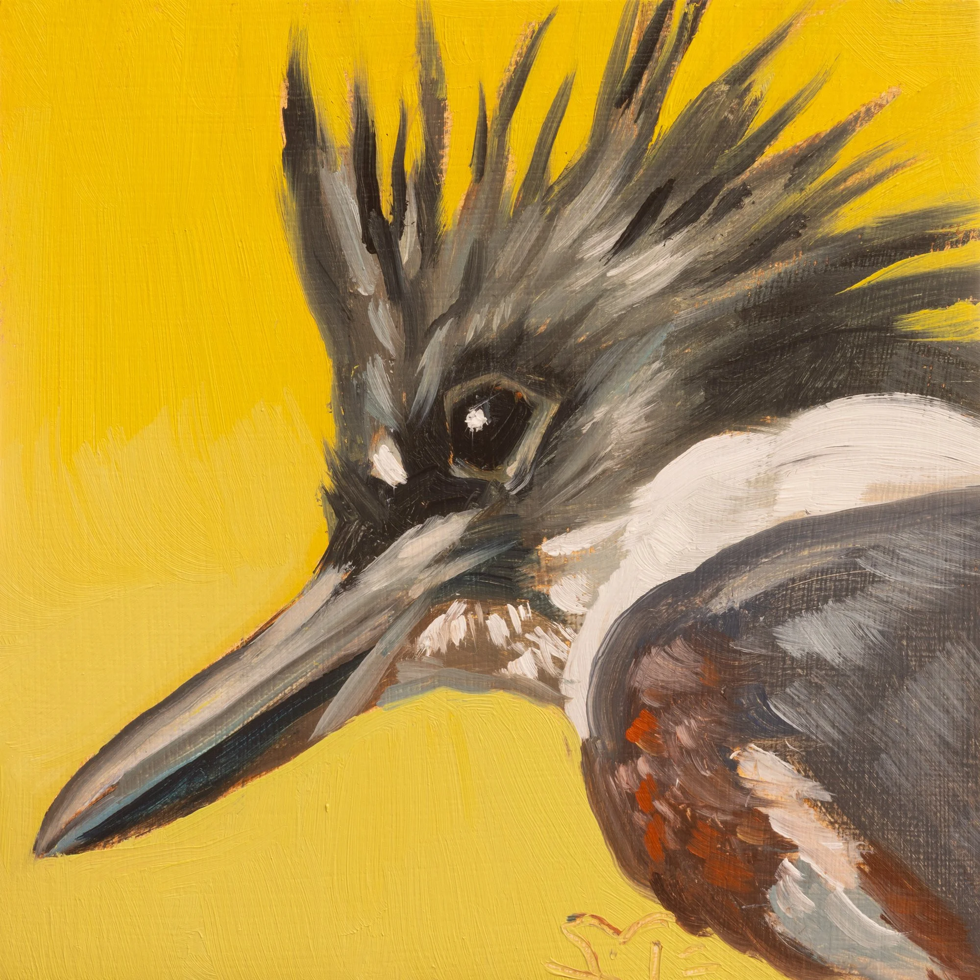 Belted Kingfisher Portrait 13.jpg