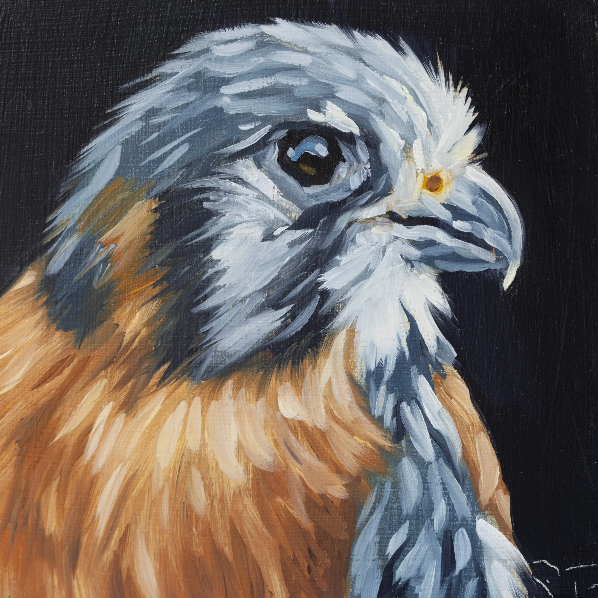 American Kestrel Portrait 6.jpg