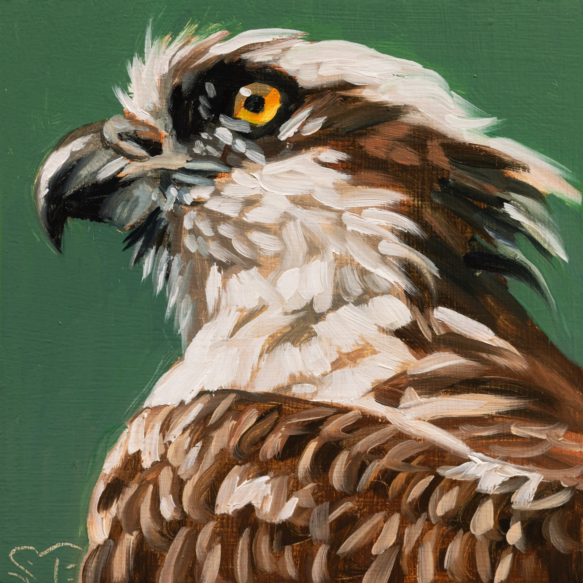 Osprey Portrait 4.jpg