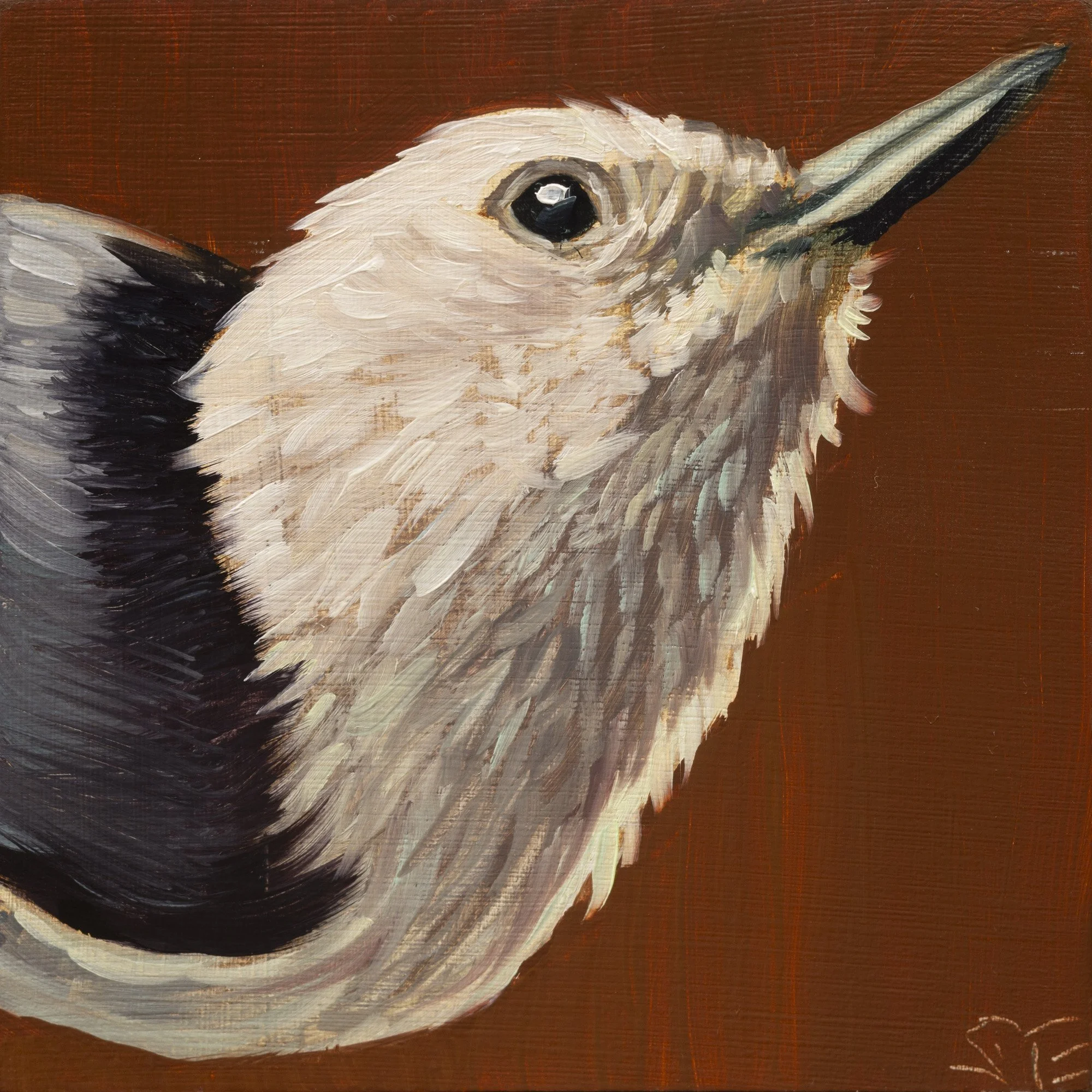 White-breasted Nuthatch Portrait 7.jpg