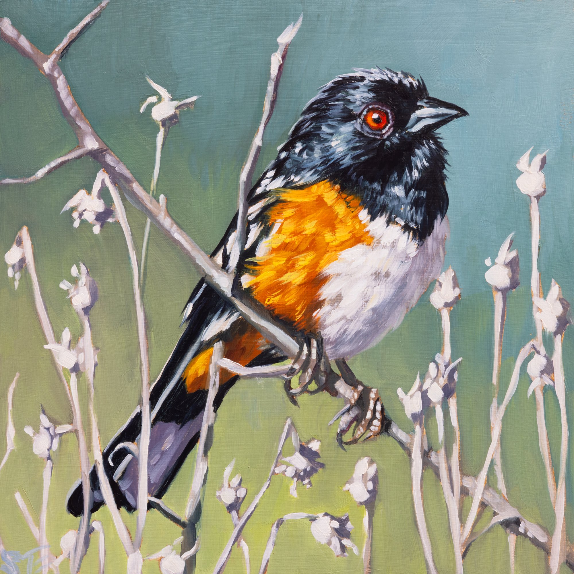 Reluctantly Spotted.jpg