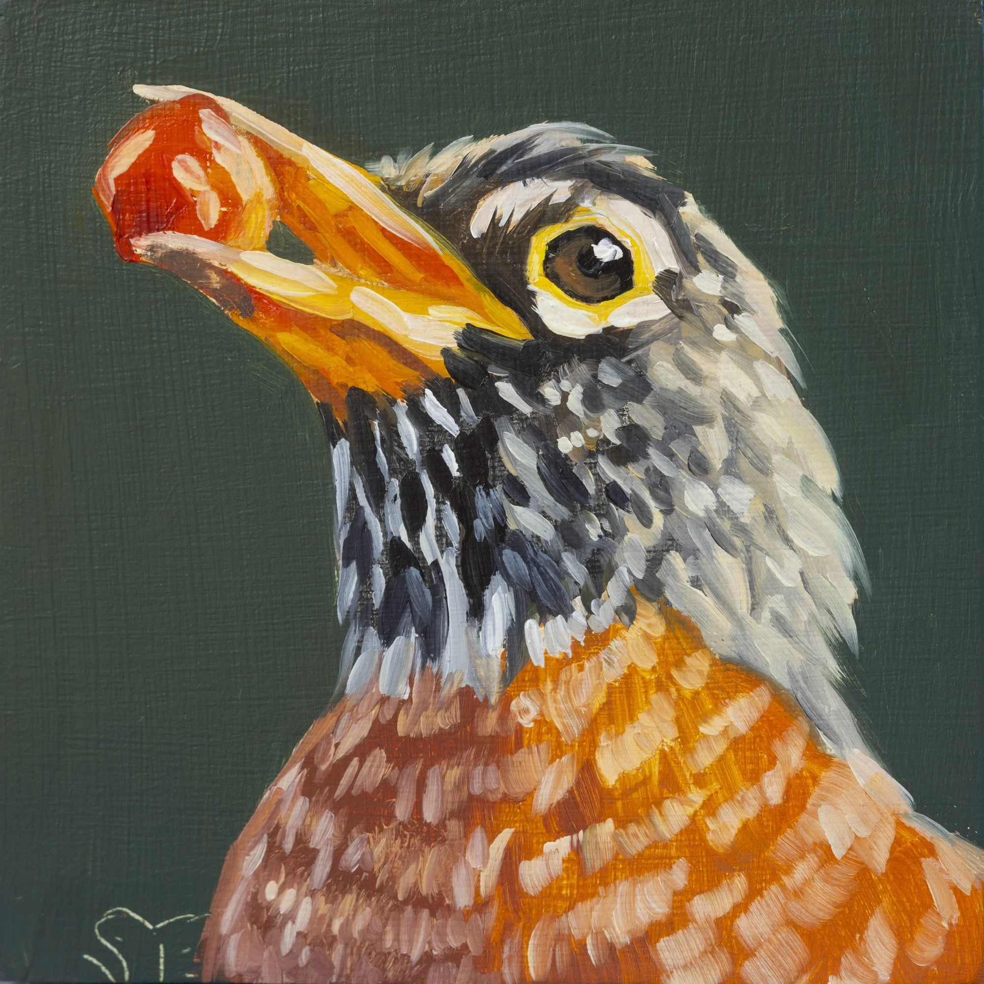 American Robin Portrait 7.jpg