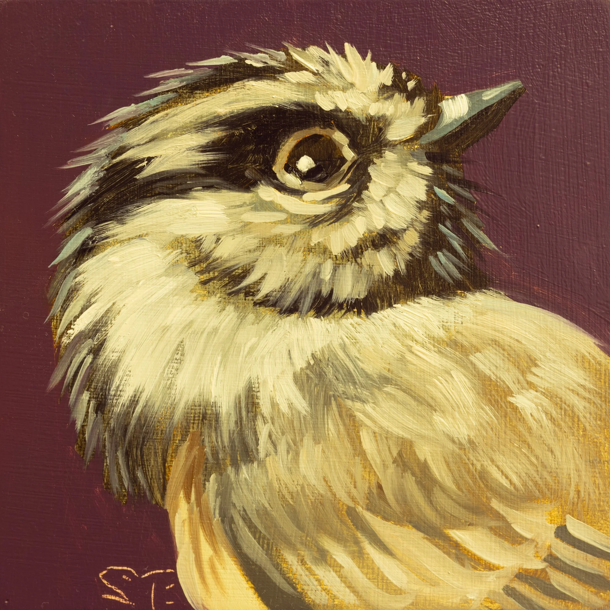 Mountain Chickadee Portrait 3.jpg