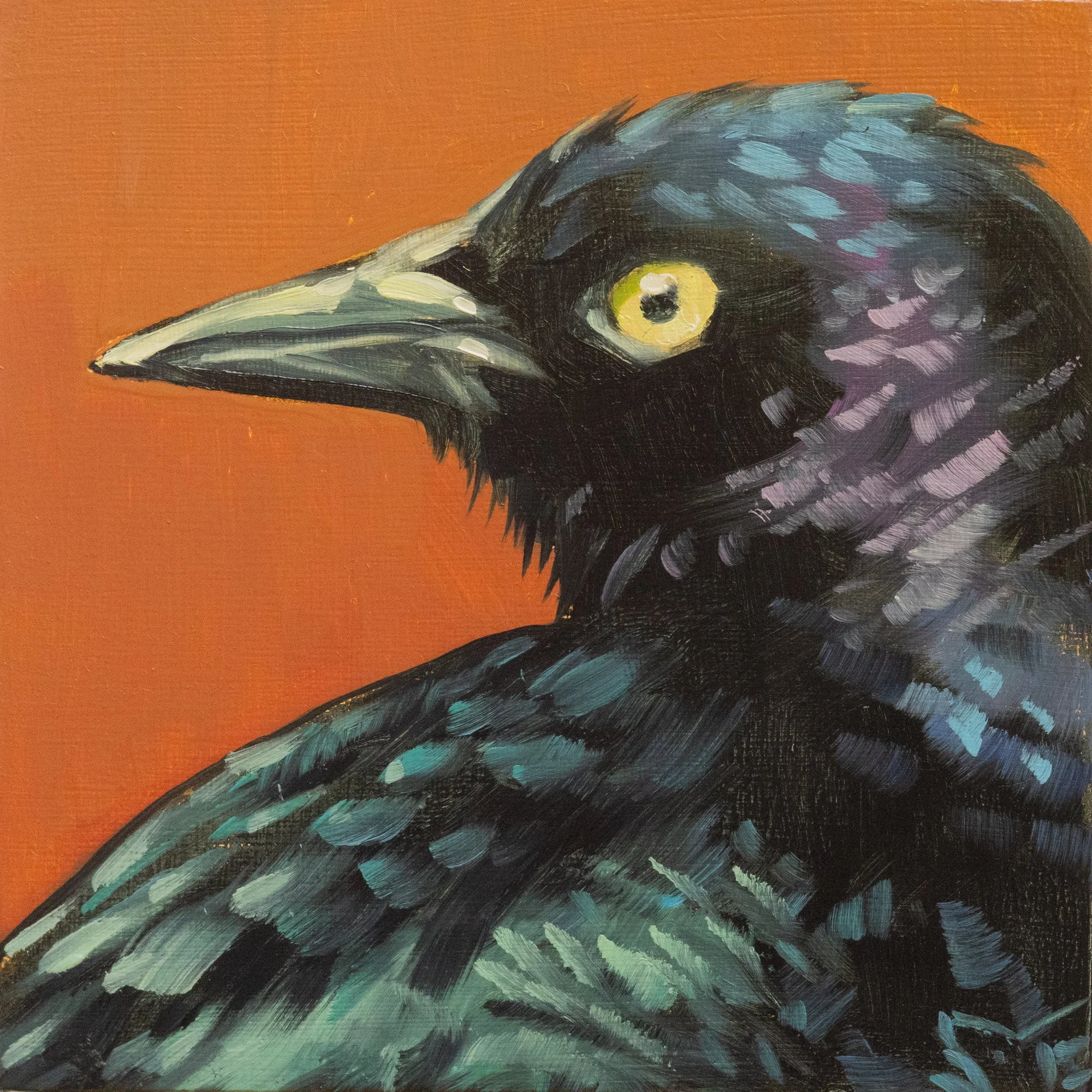 Brewer's Blackbird Portrait 3.jpg