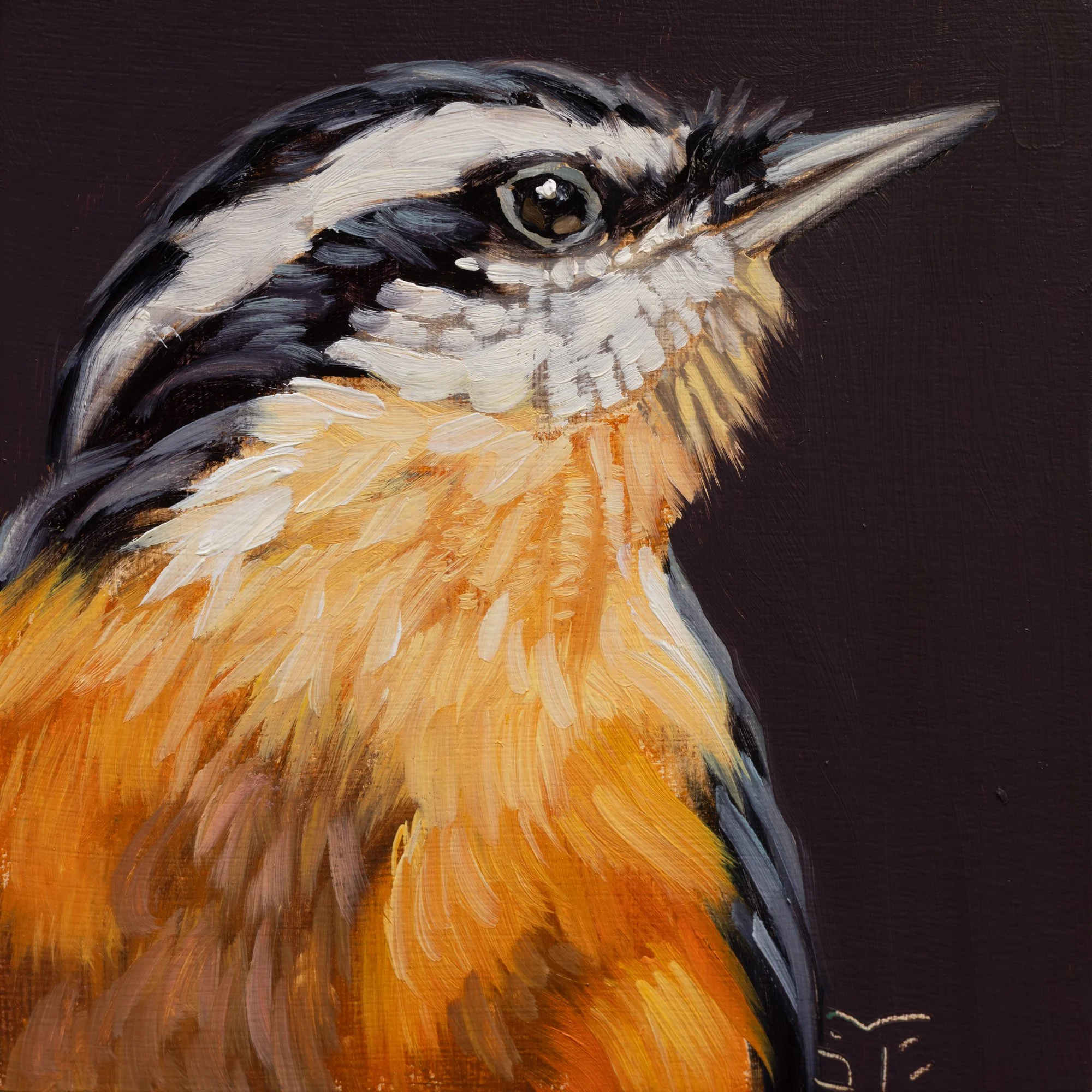 Red-breasted Nuthatch Portrait 10.jpg