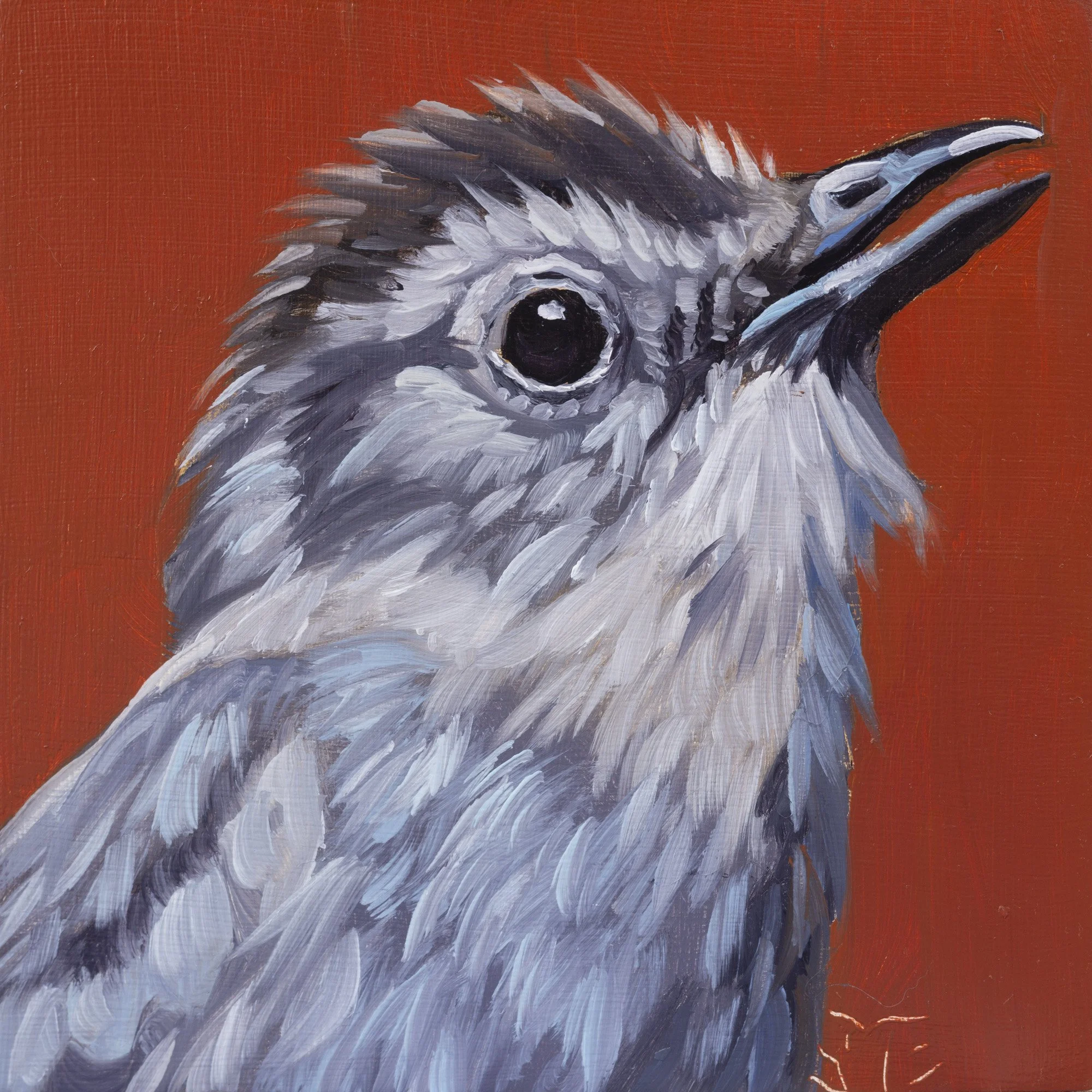 Gray Catbird Portrait 5.jpg