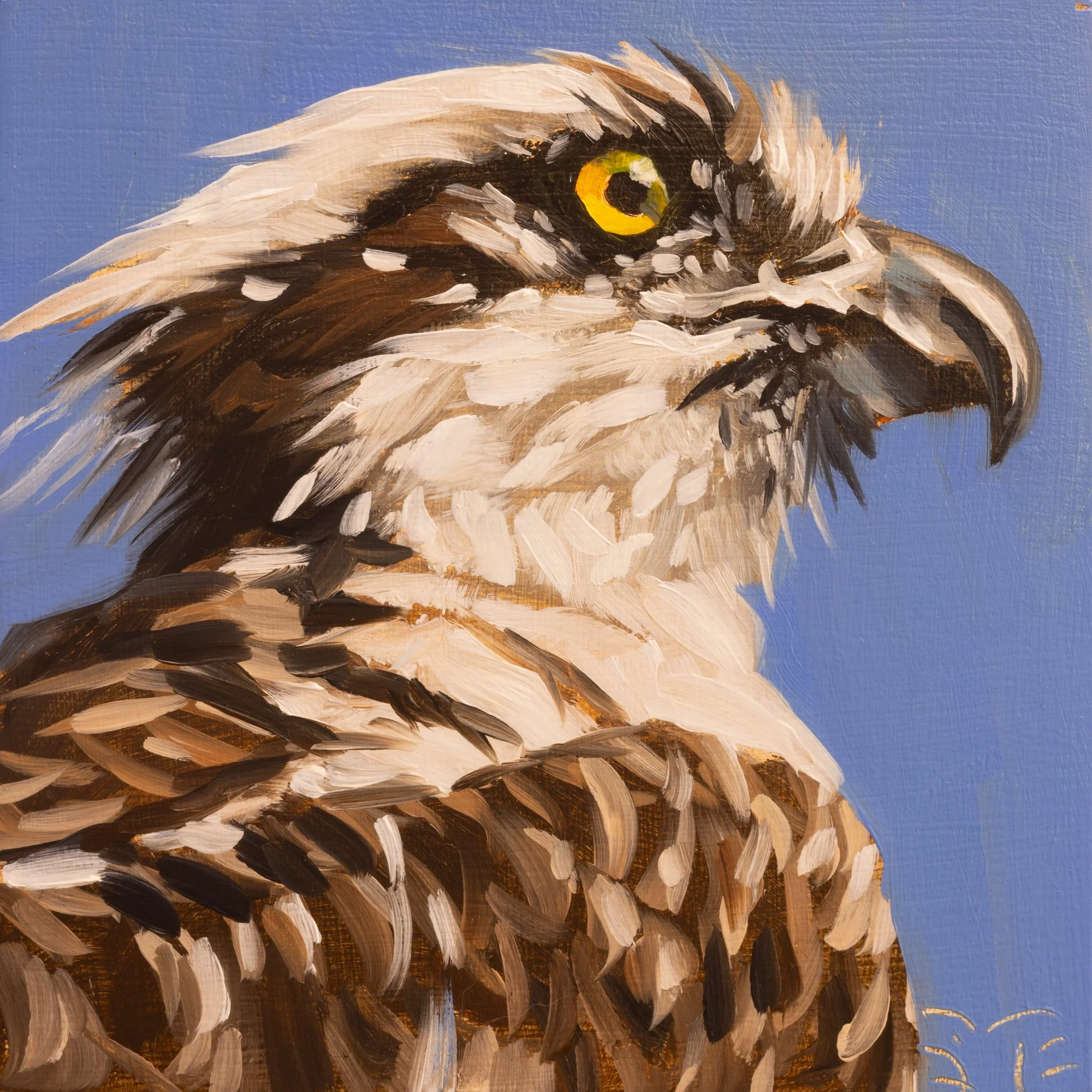 Osprey Portrait 3.jpg