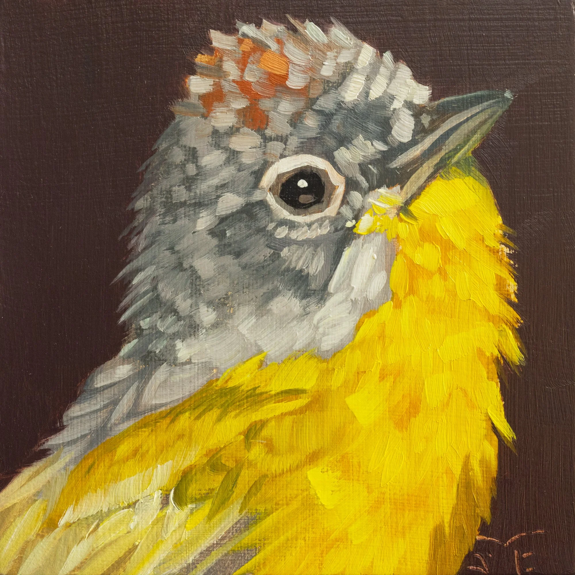 Nashville Warbler Portrait 2.jpg