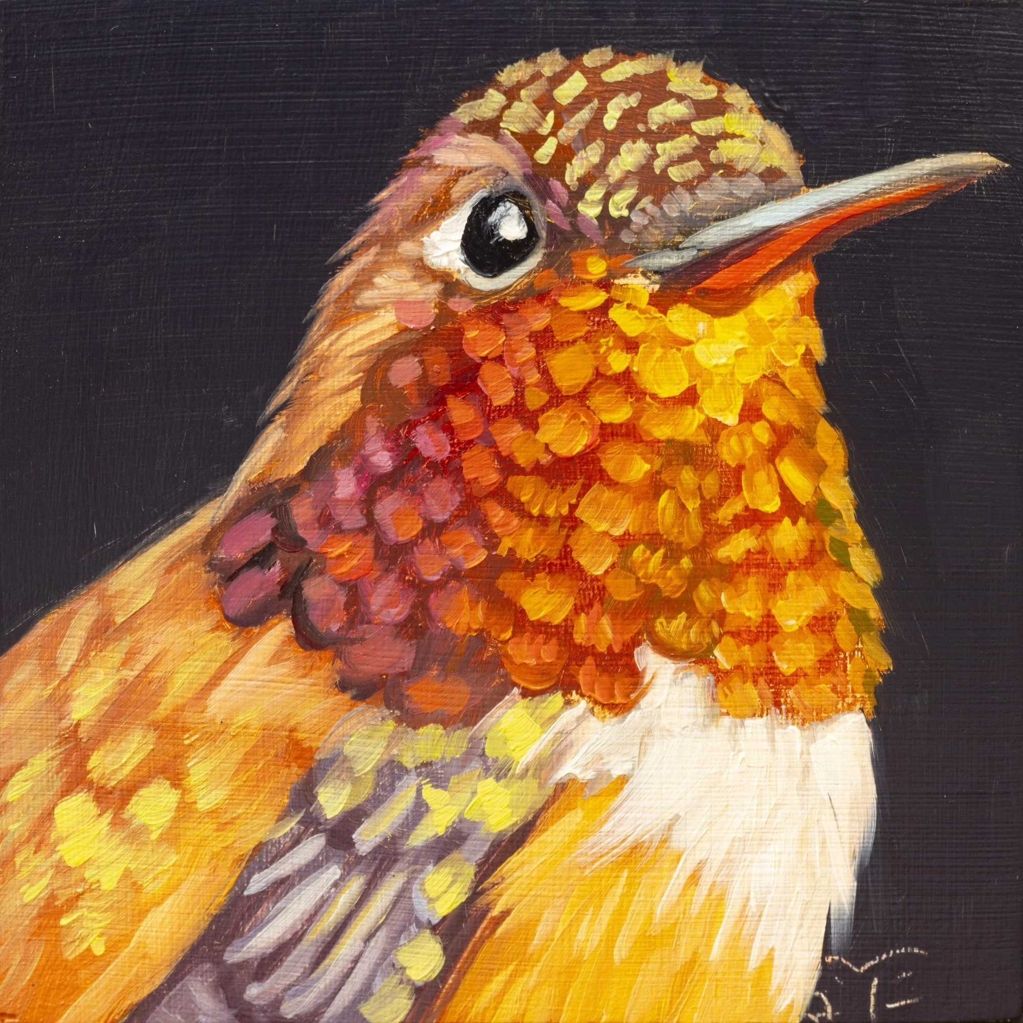 Rufous Hummingbird Portrait 3.jpg