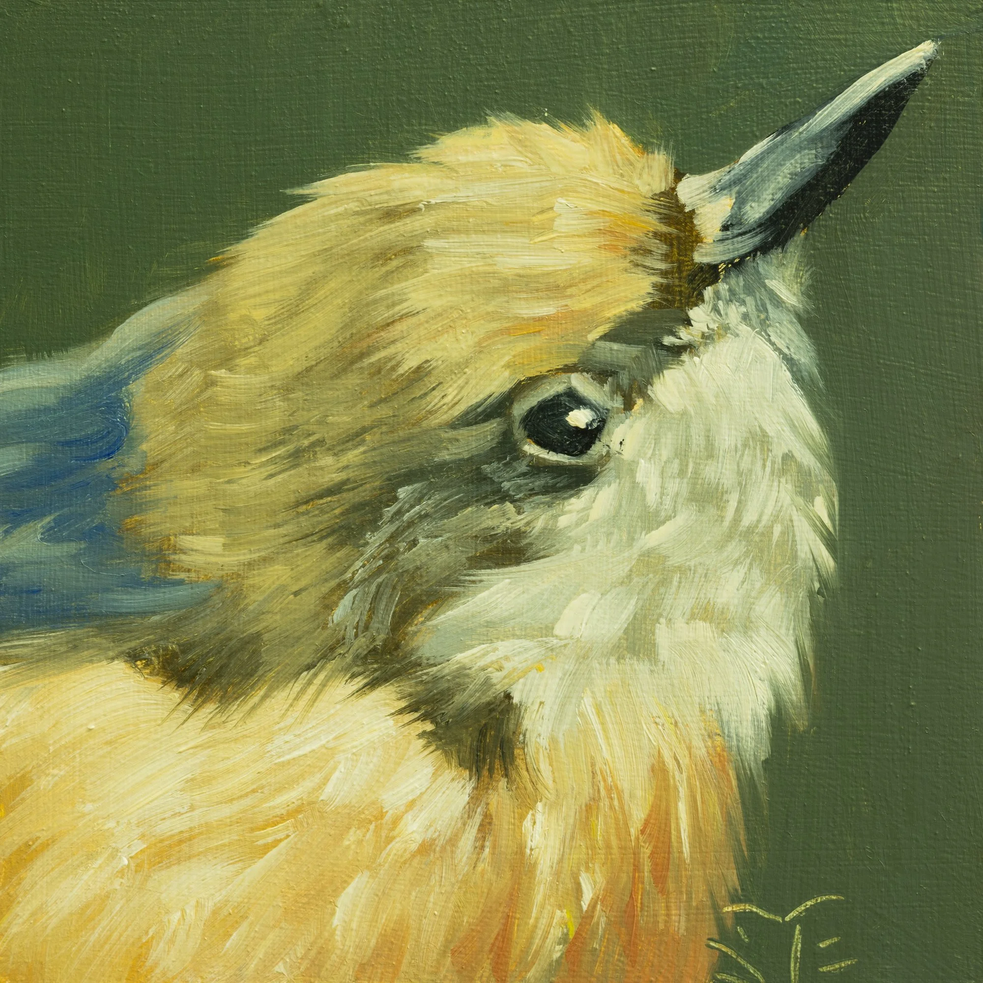 Pygmy Nuthatch Portrait 8.jpg