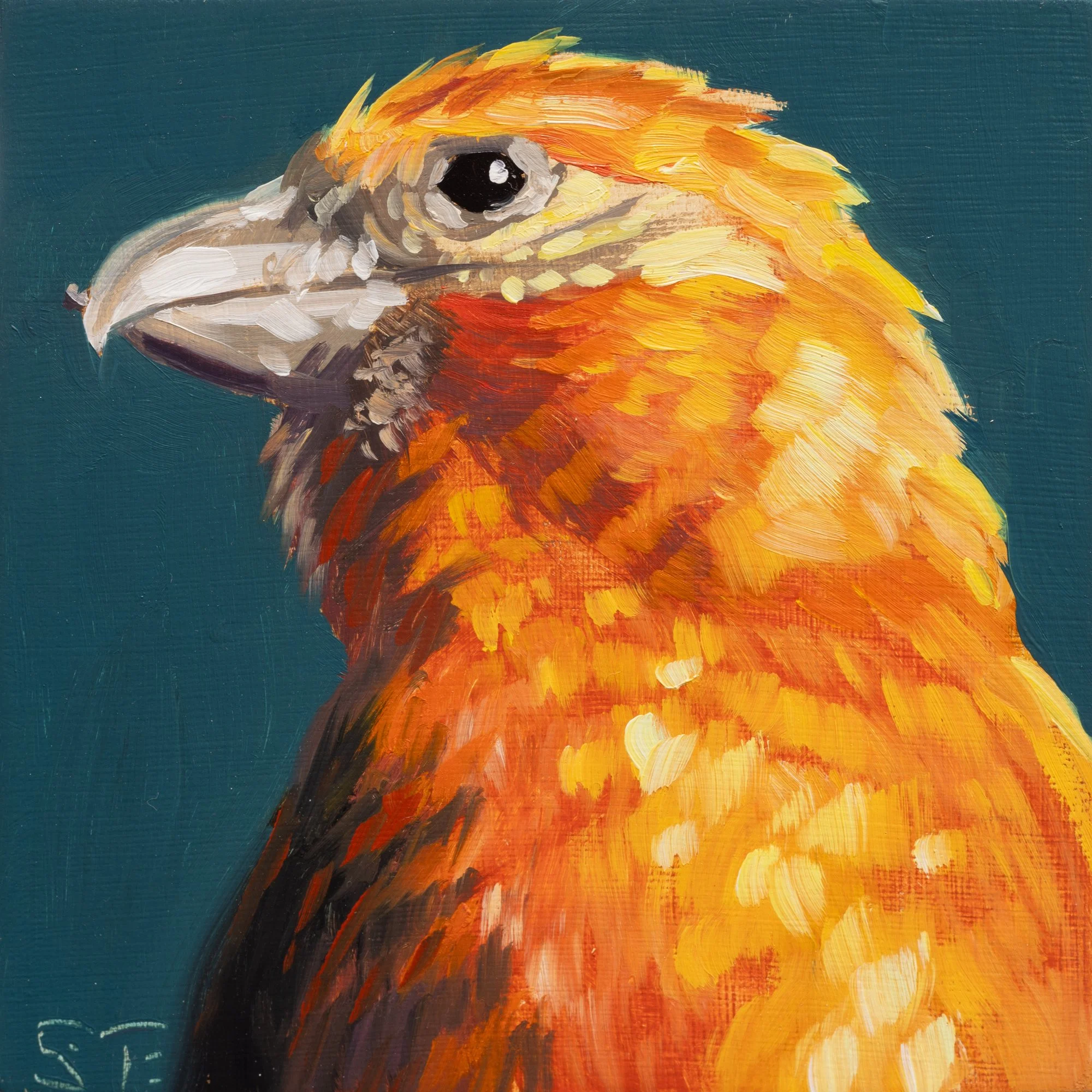 Red Crossbill Portrait 5.jpg