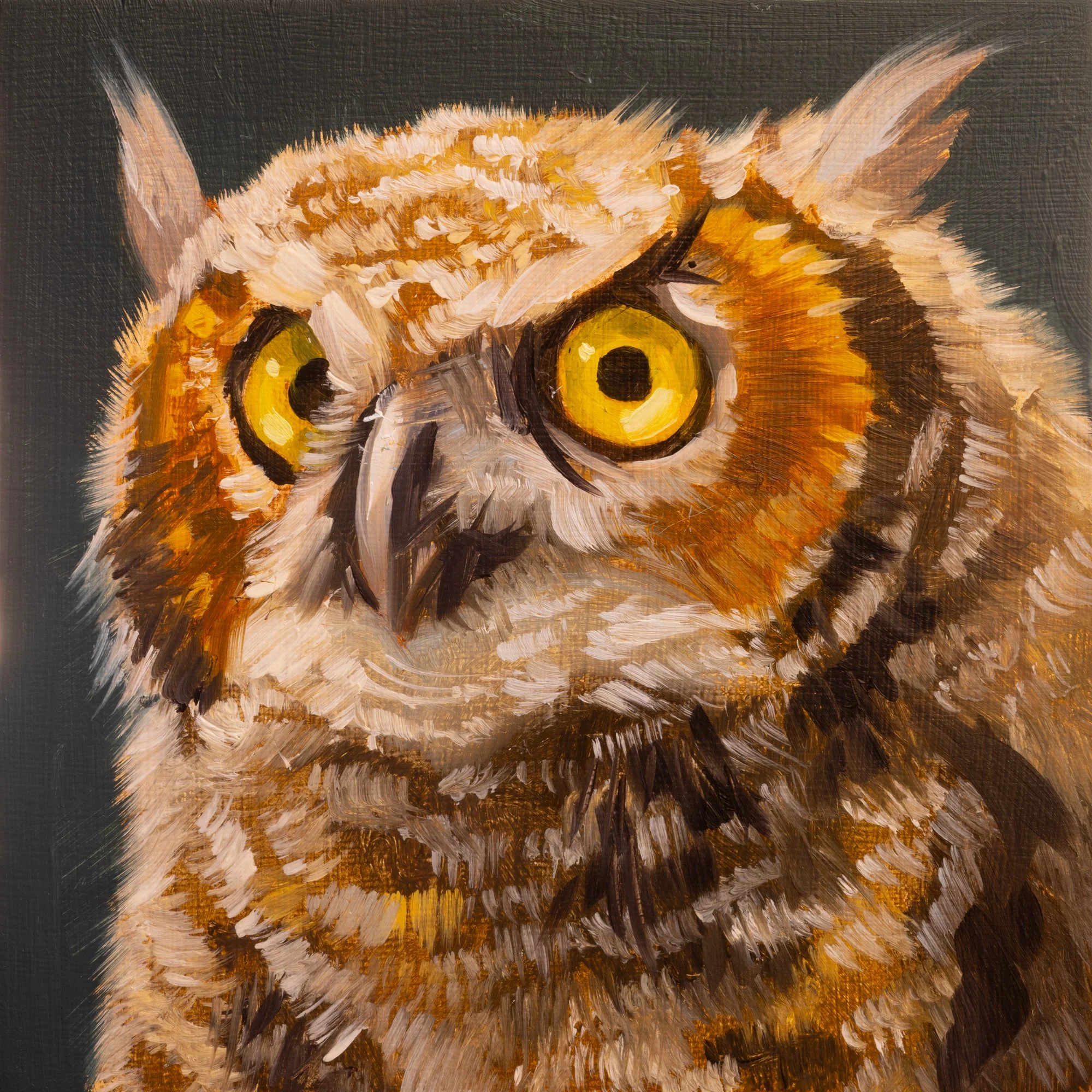 Great Horned Owl Portrait 14.jpg