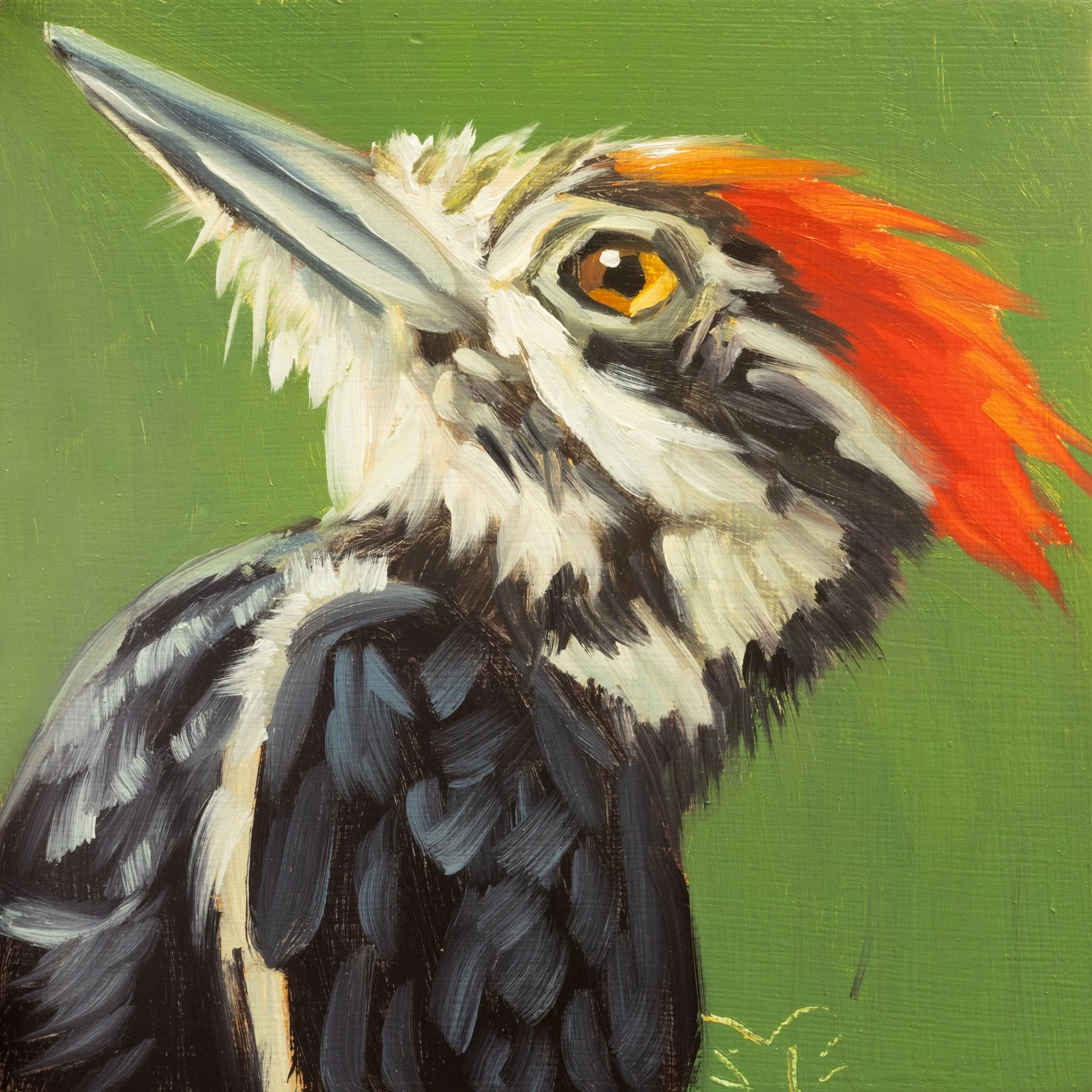 Pileated Woodpecker Portrait 5.jpg