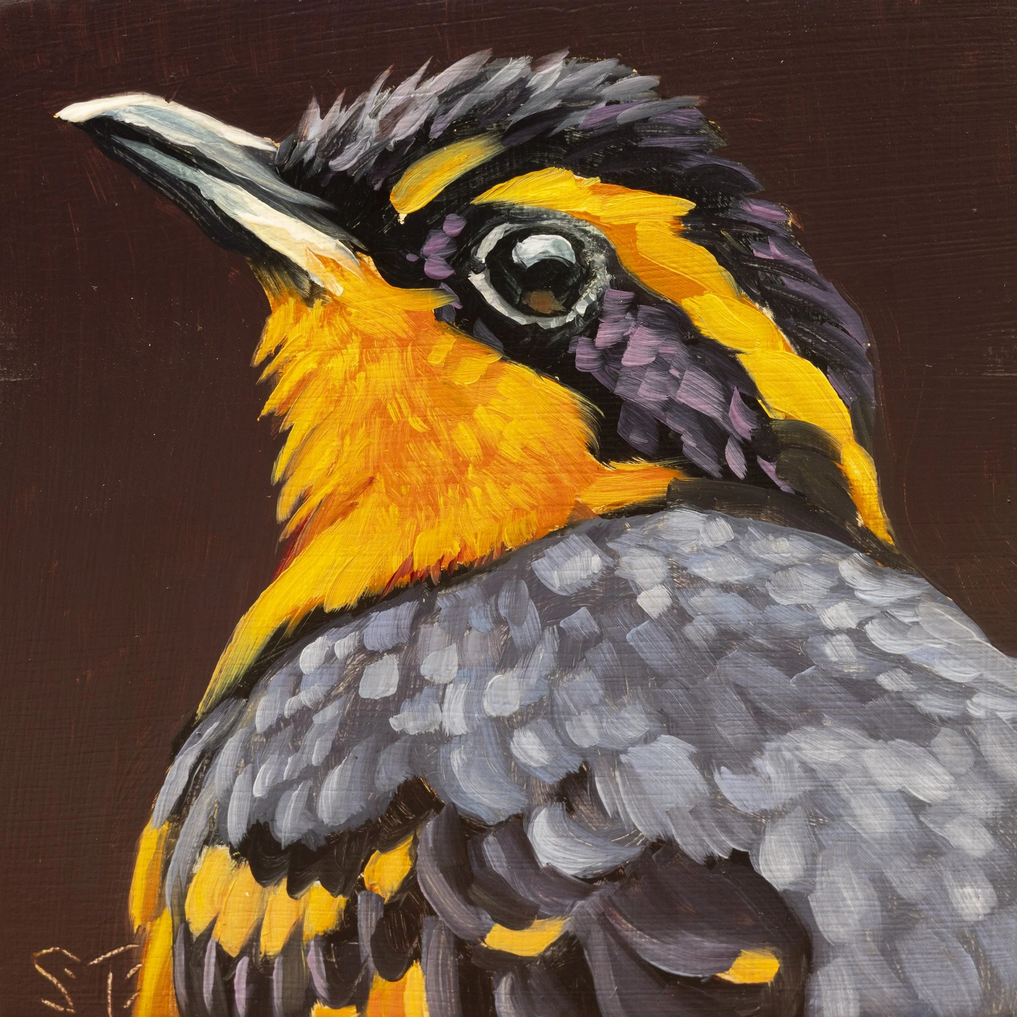 Varied Thrush Portrait 11.jpg