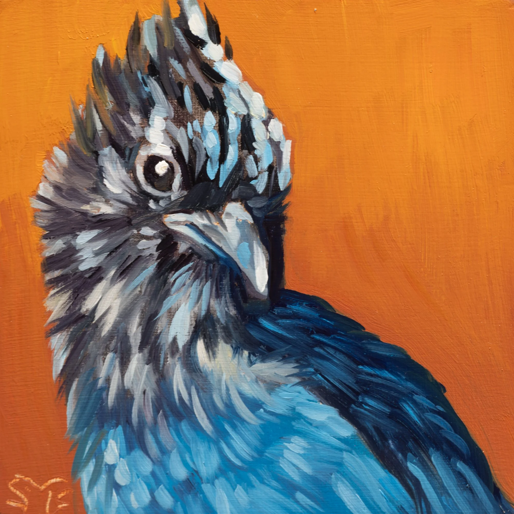 Steller's Jay Portrait 13.jpg