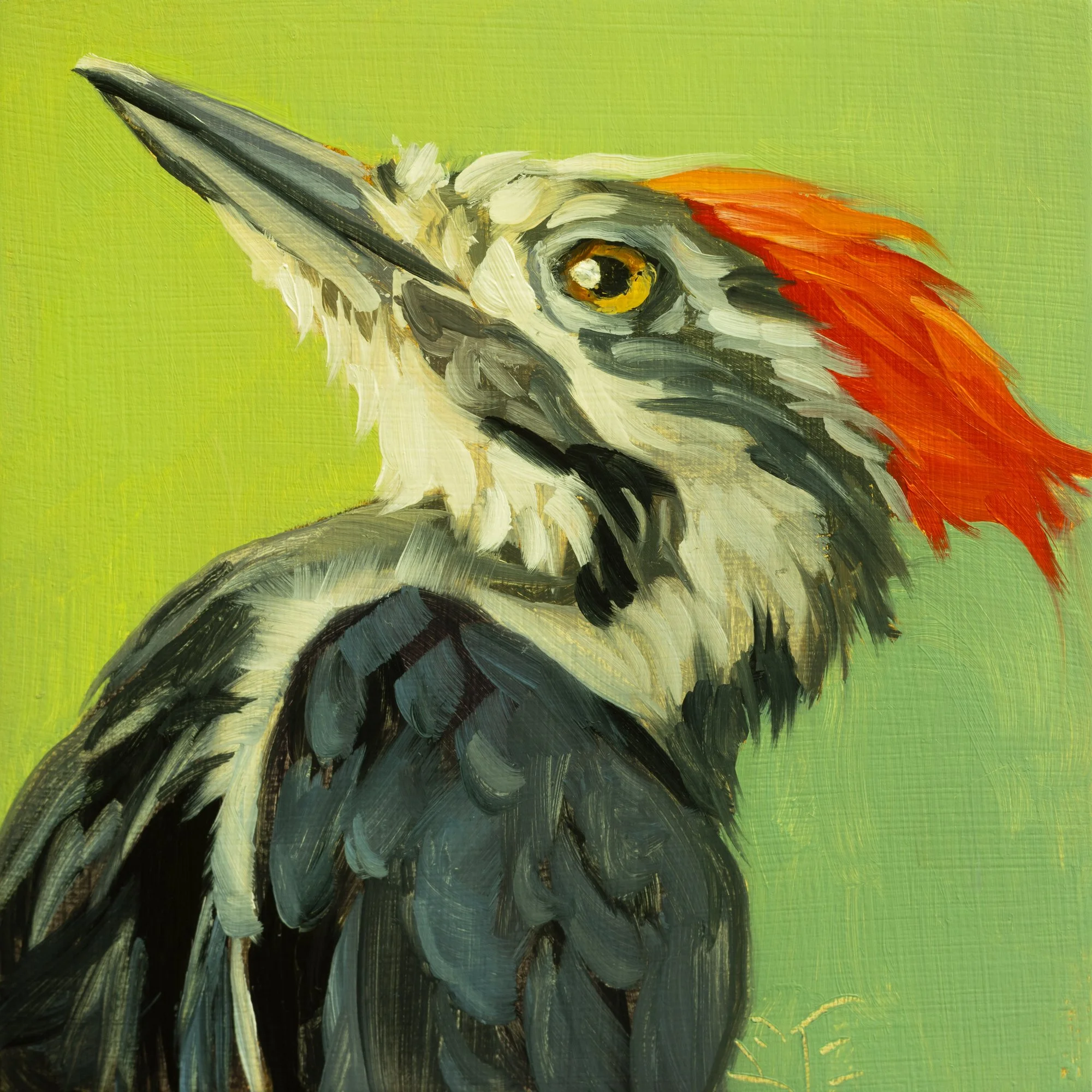 Pileated Woodpecker Portrait 7.jpg