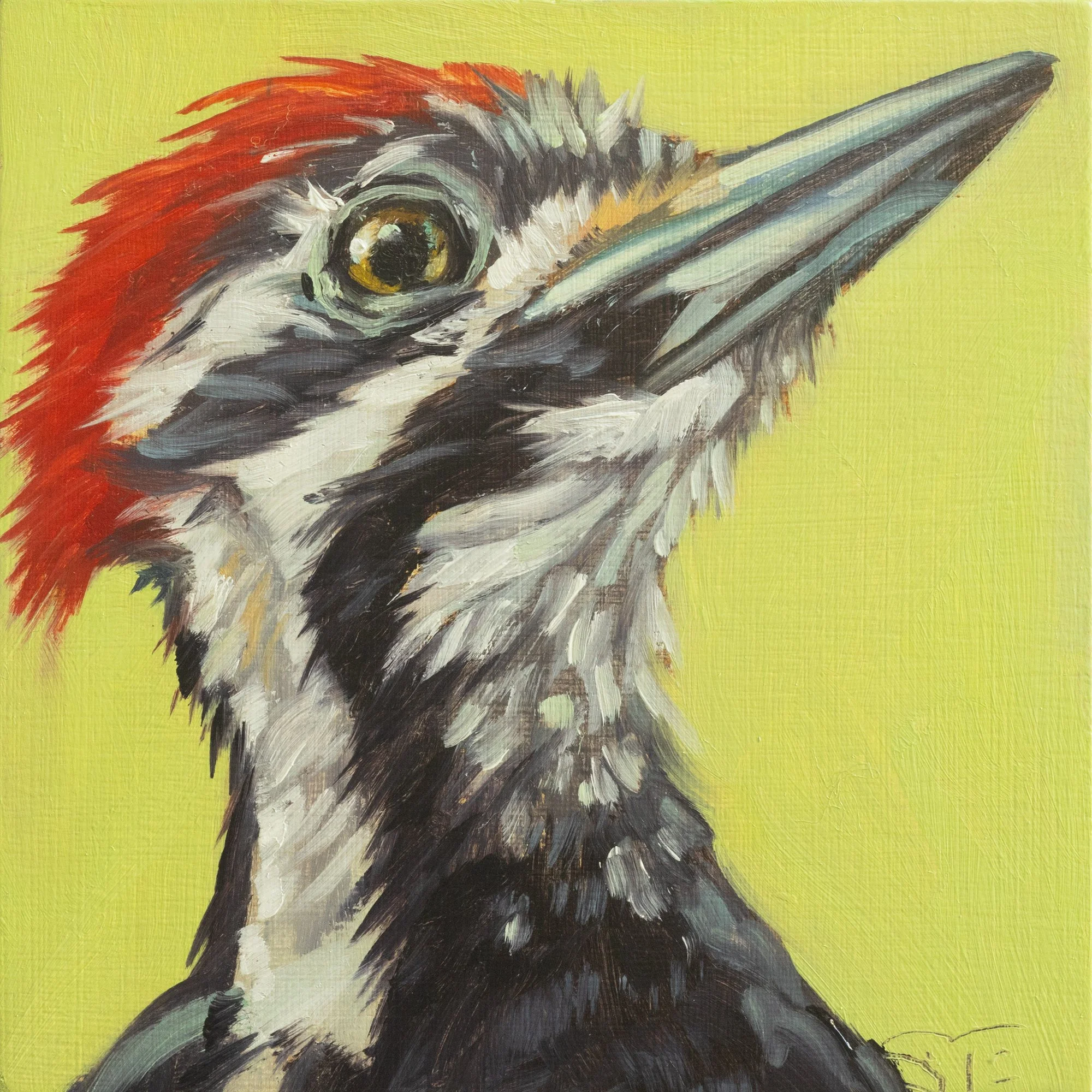 Pileated Woodpecker Portrait 2.jpg