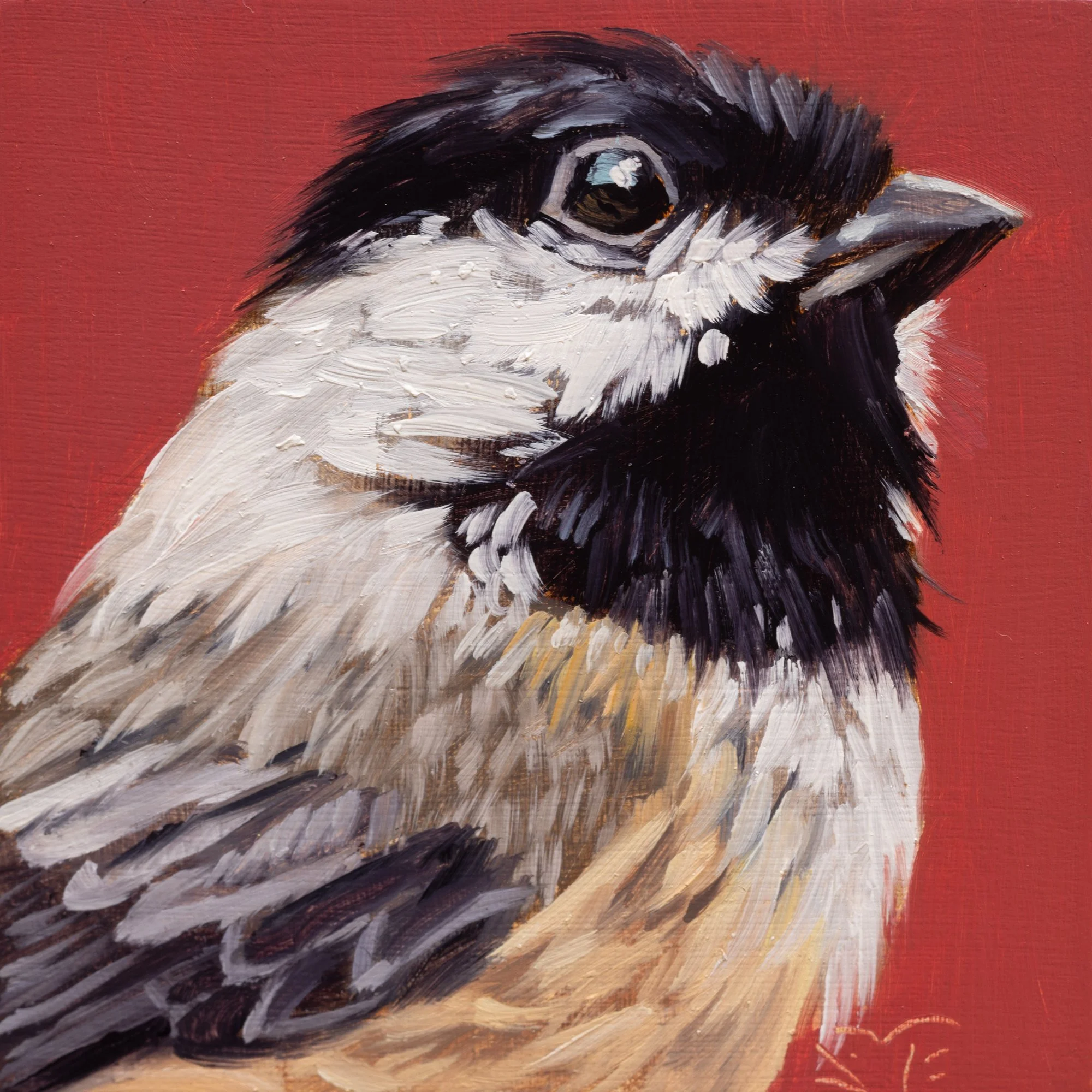Black-capped Chickadee Portrait 18.jpg