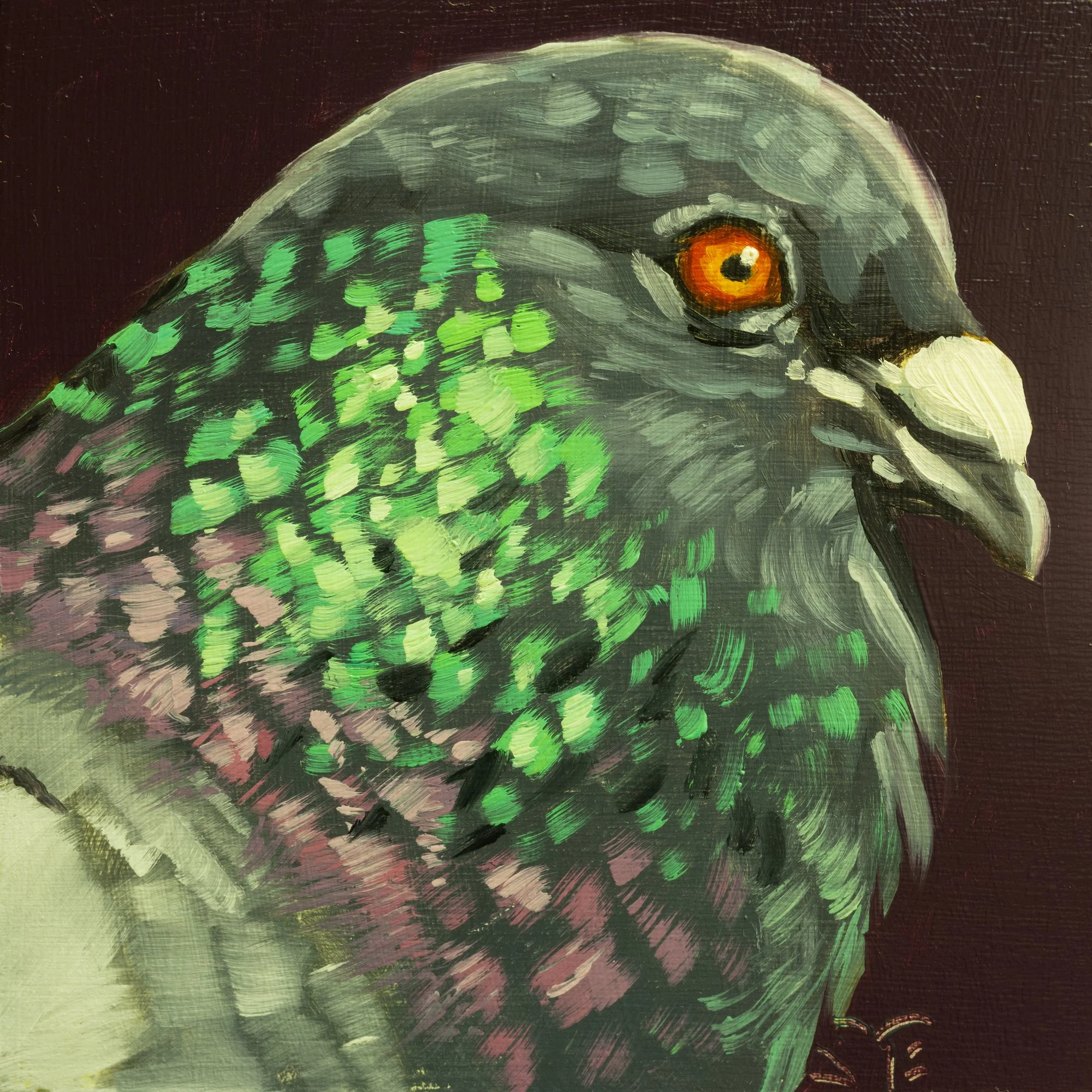 Rock Pigeon Portrait 8.jpg