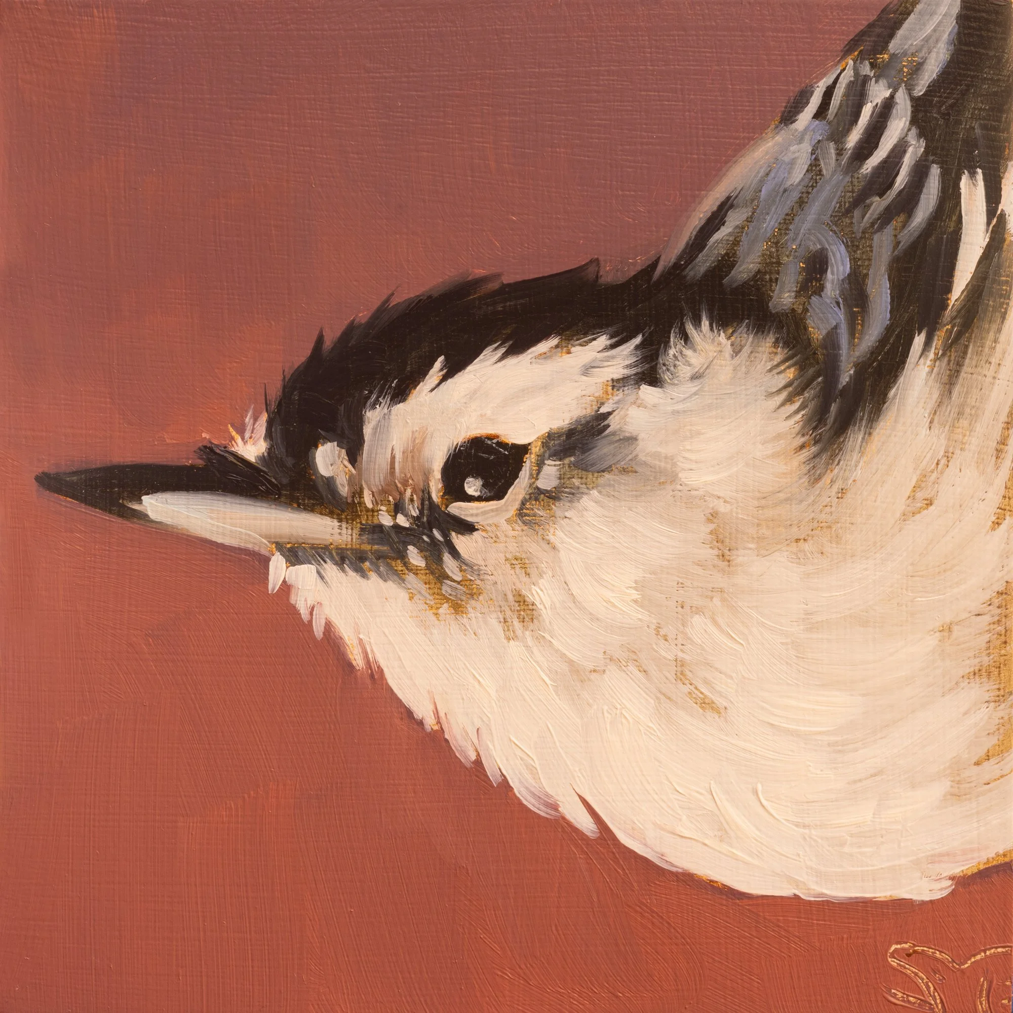 White-breasted Nuthatch Portrait 5.jpg