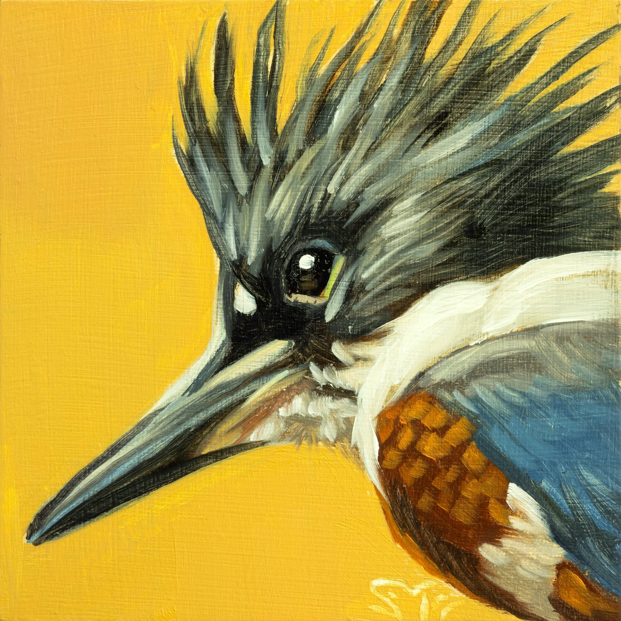 Belted Kingfisher Portrait 8.jpg
