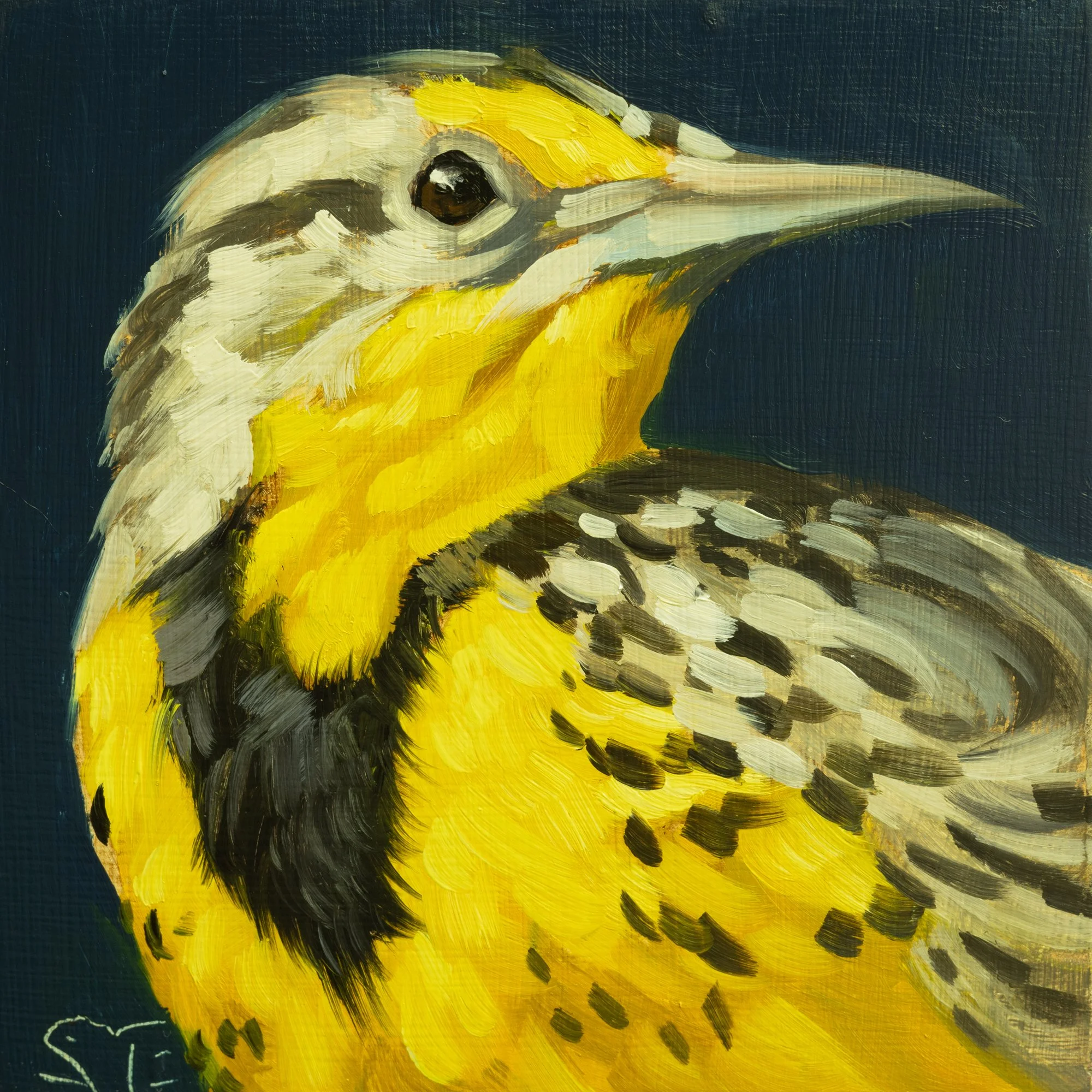 Western Meadowlark Portrait 12.jpg