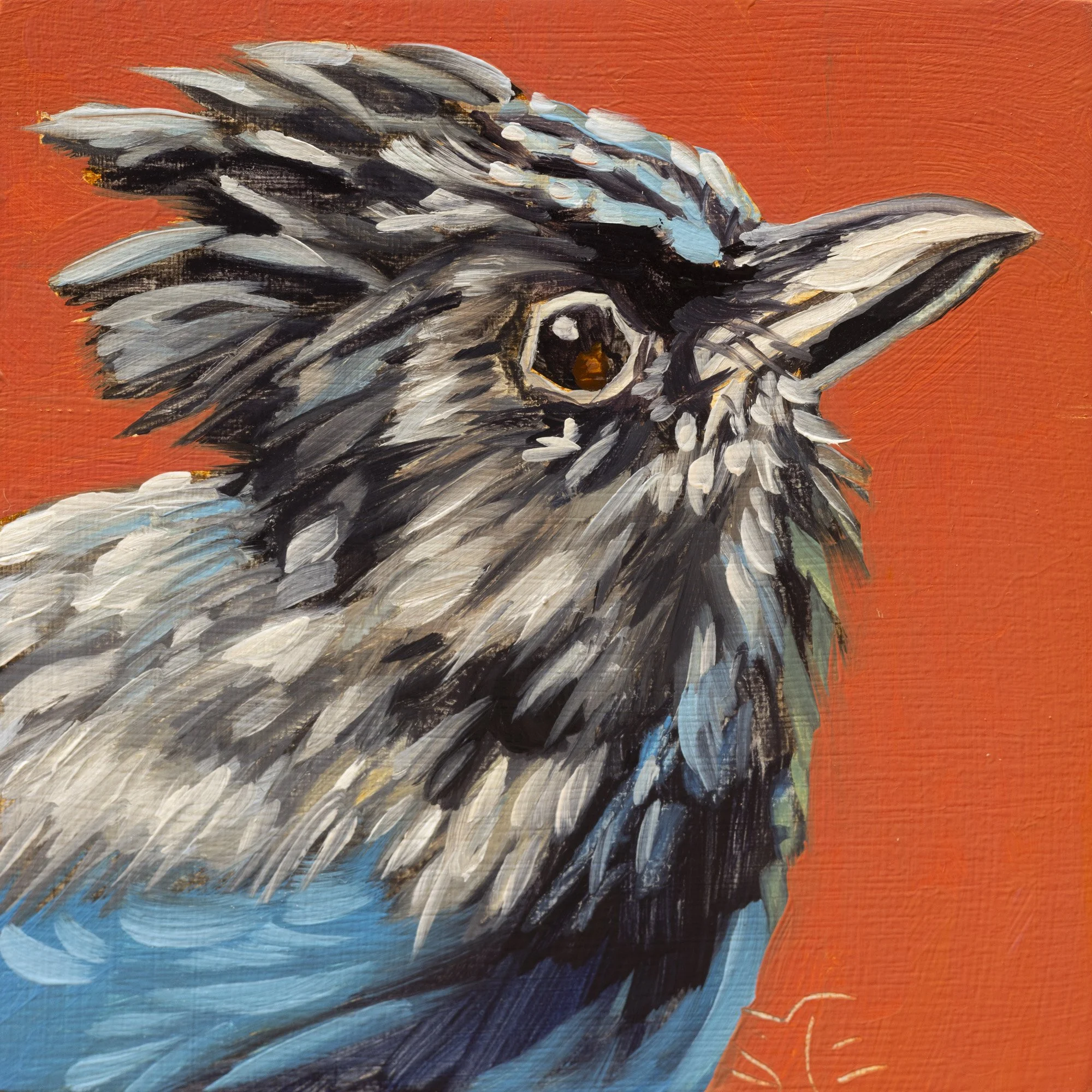 Steller's Jay Portrait 16.jpg