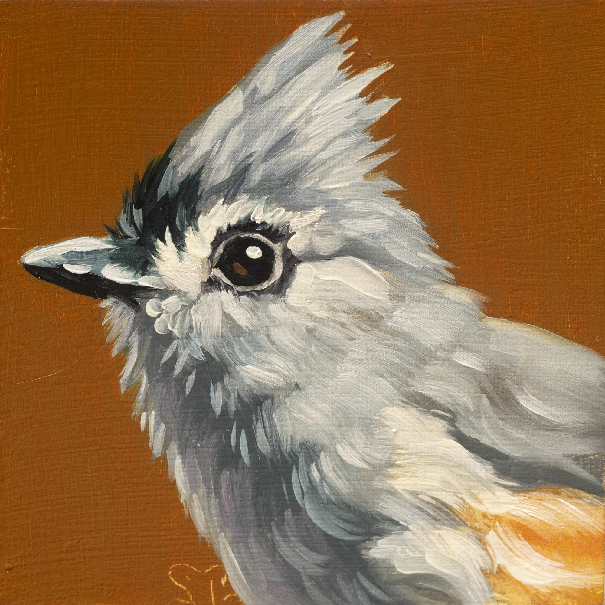 Tufted Titmouse Portrait 3.jpg
