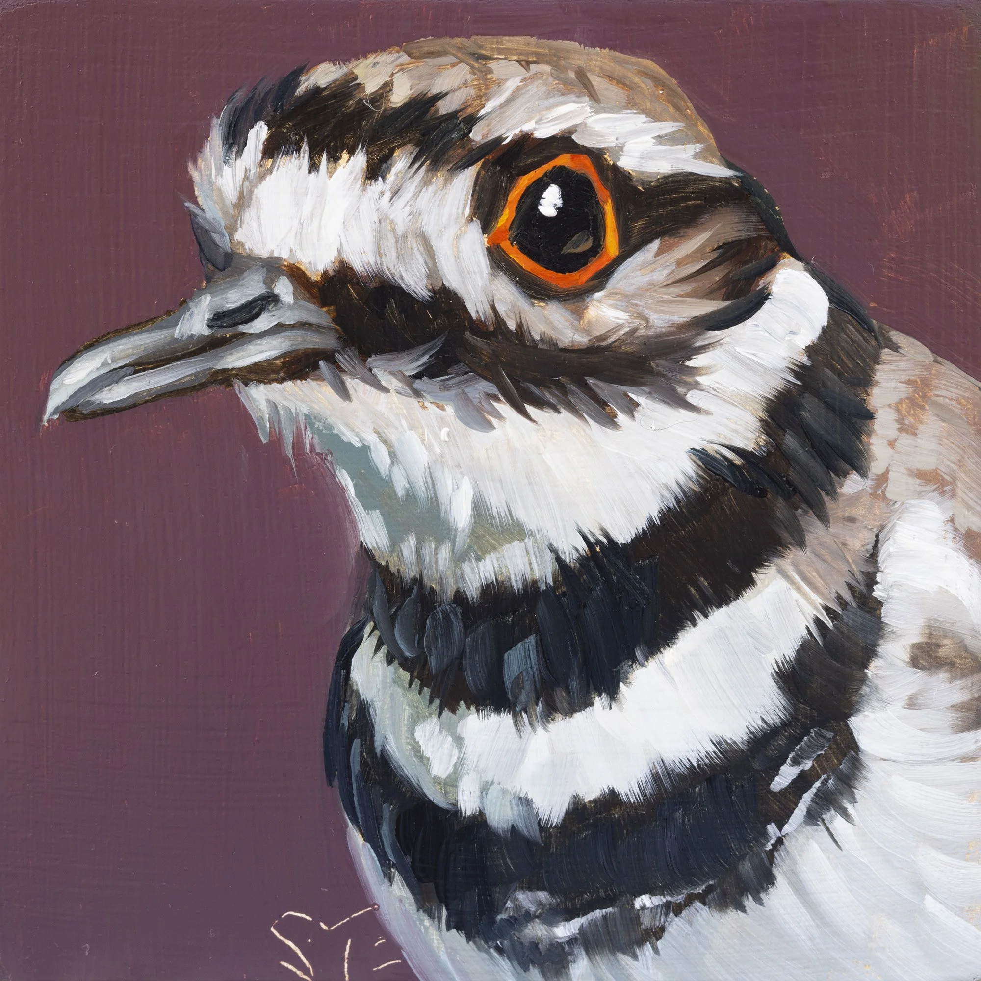 Killdeer Portrait 7.jpg