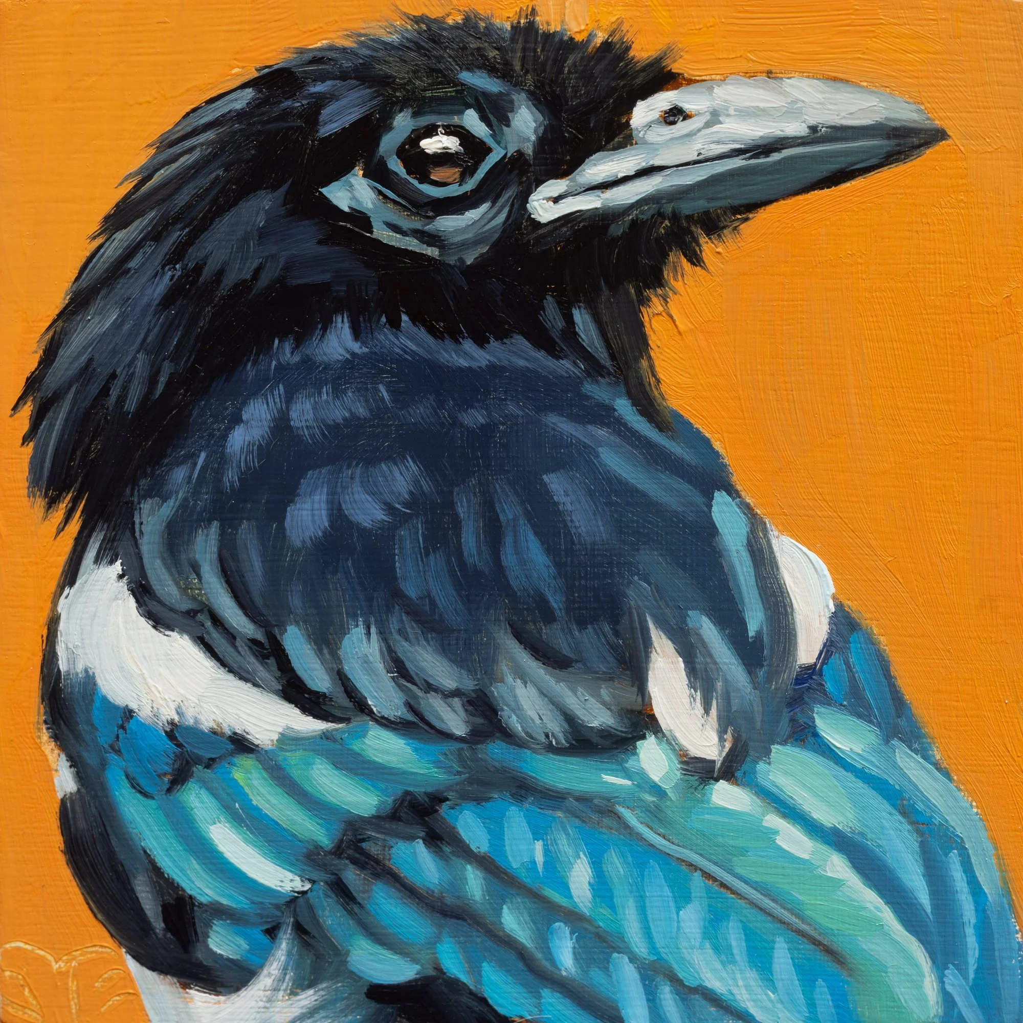 Black-billed Magpie Portrait 4.jpg