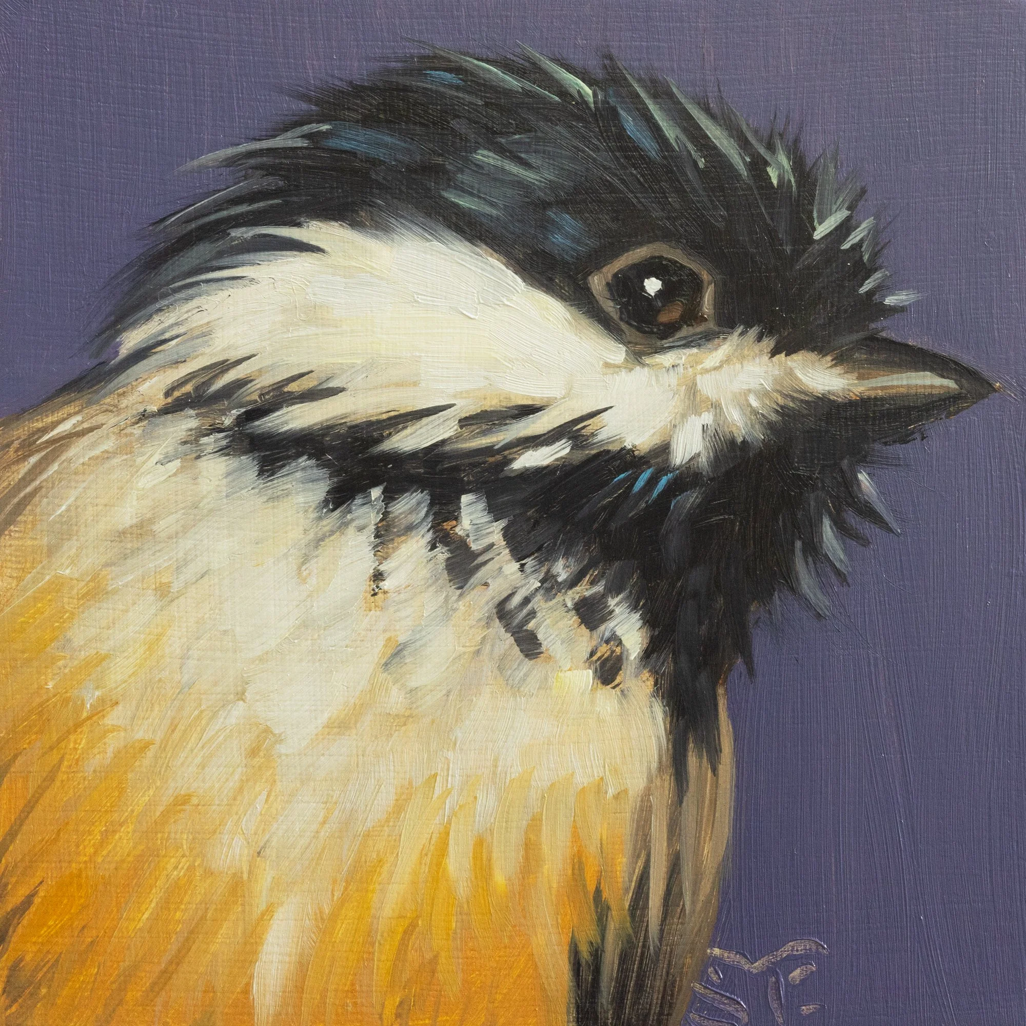 Black-capped Chickadee Portrait 17.jpg