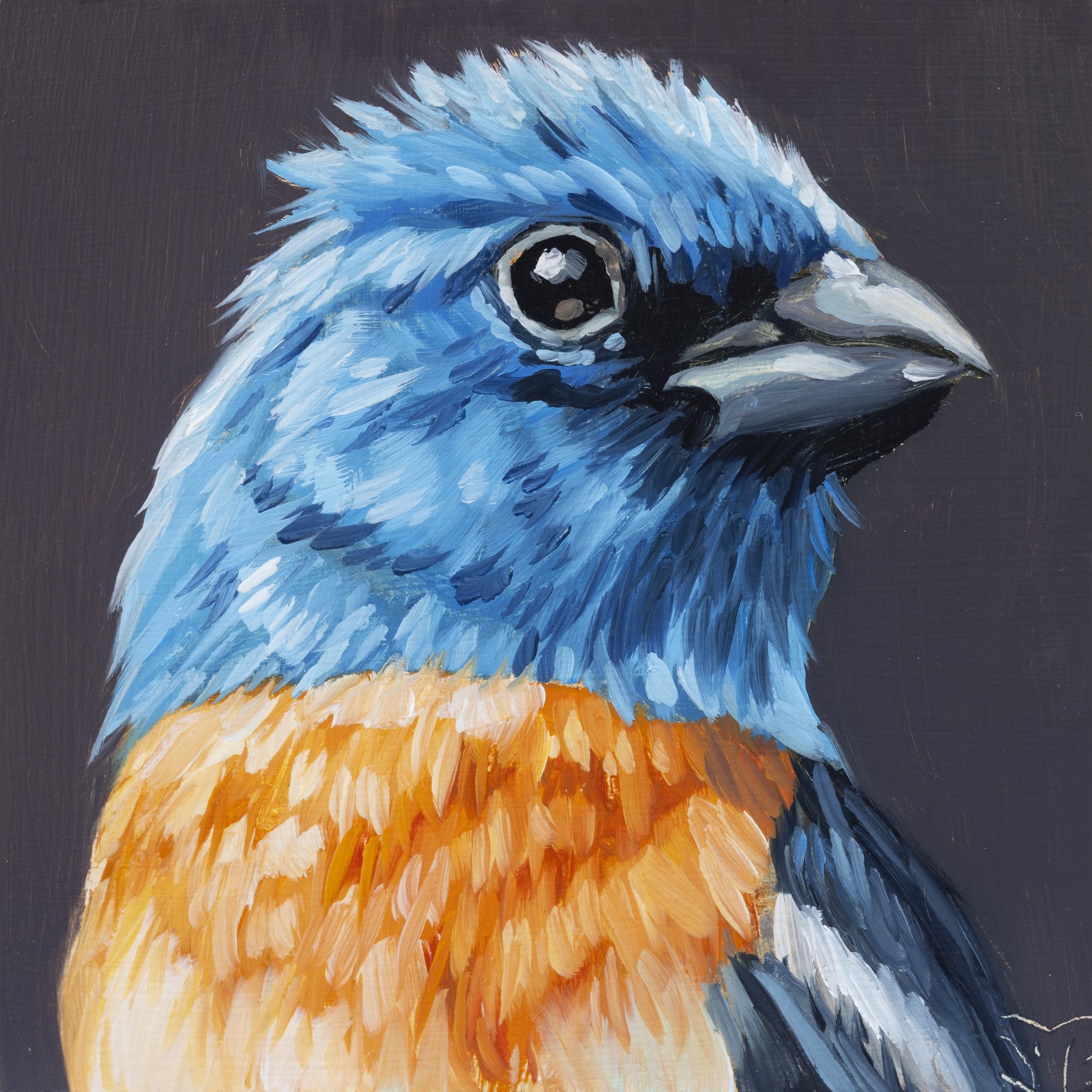 Lazuli Bunting Portrait 11.jpg