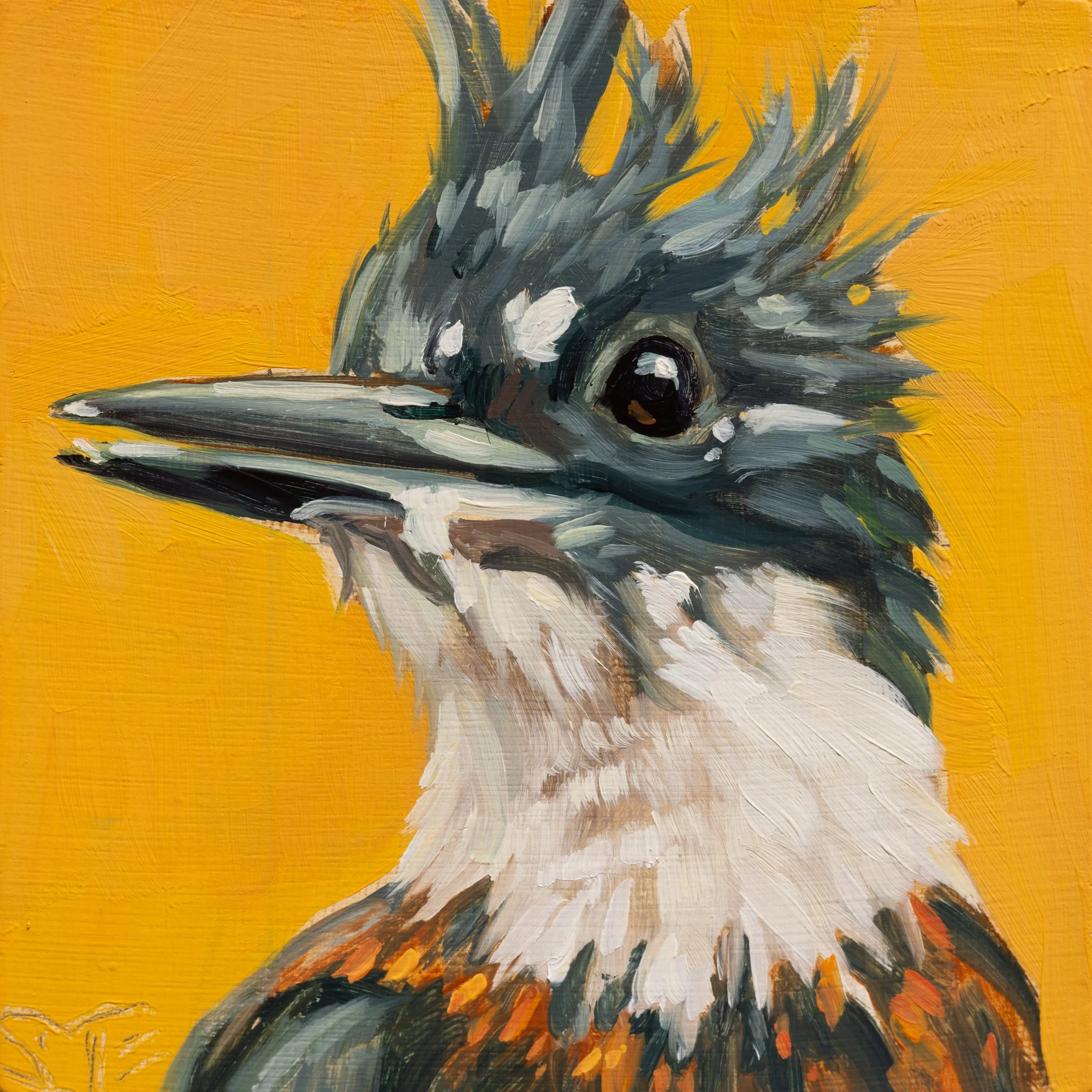 Belted Kingfisher Portrait 15.jpg
