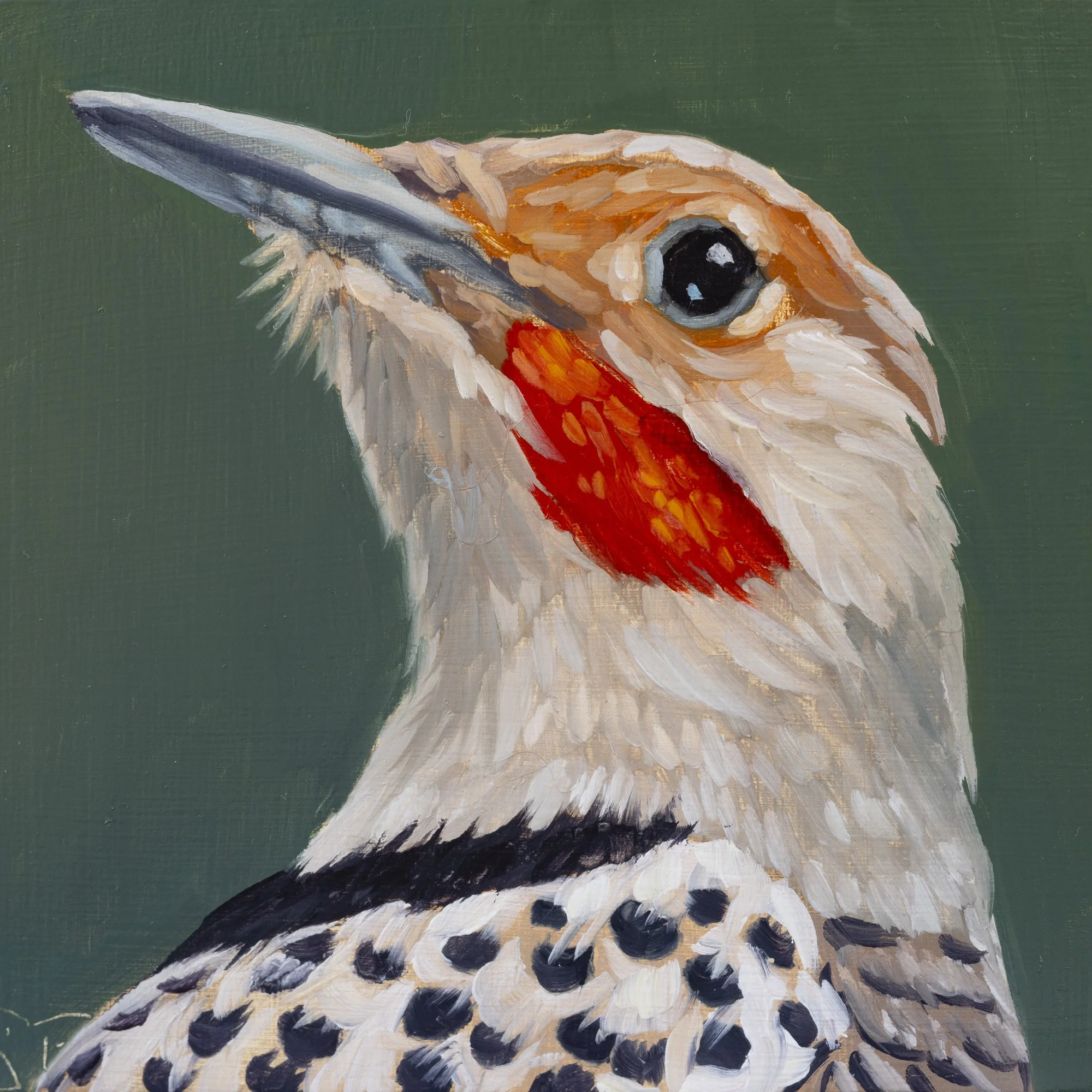 Northern Flicker Portrait 11.jpg