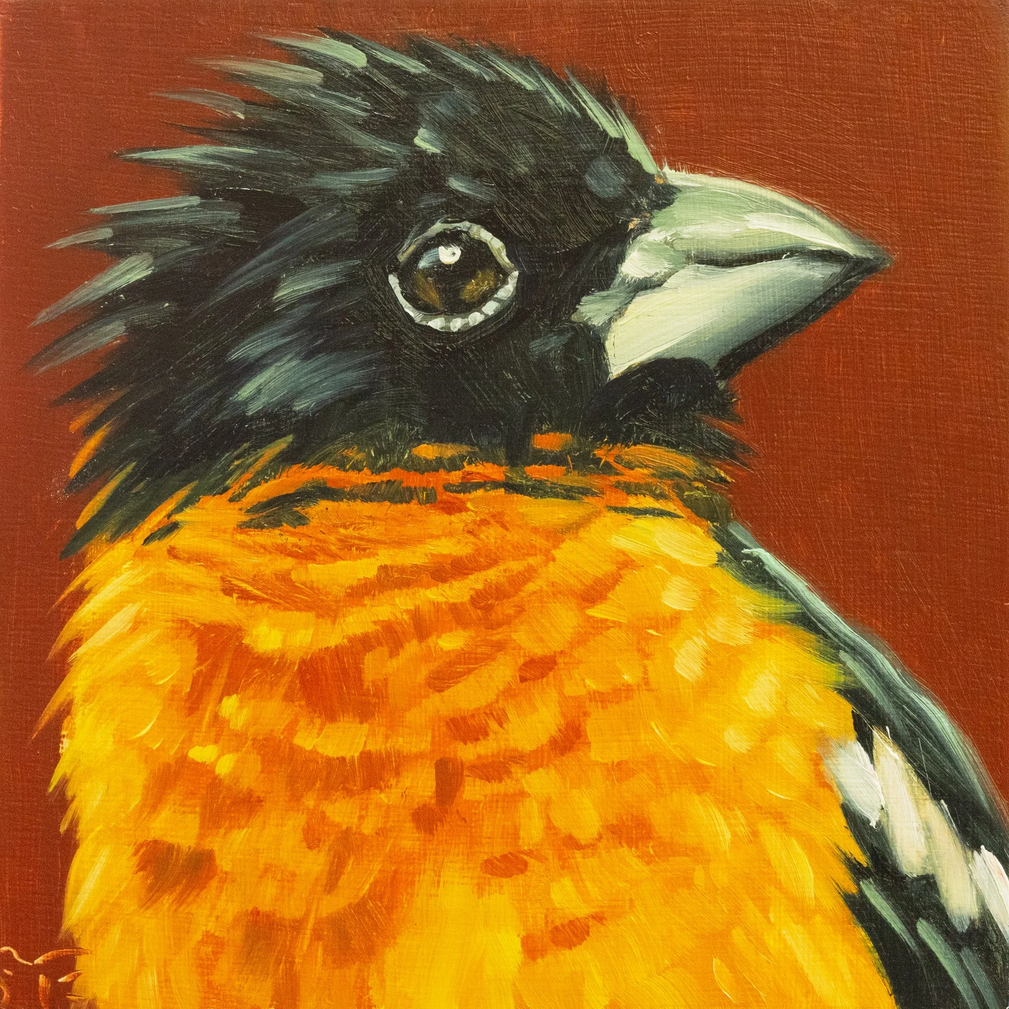 Black-headed Grosbeak Portrait 5.jpg