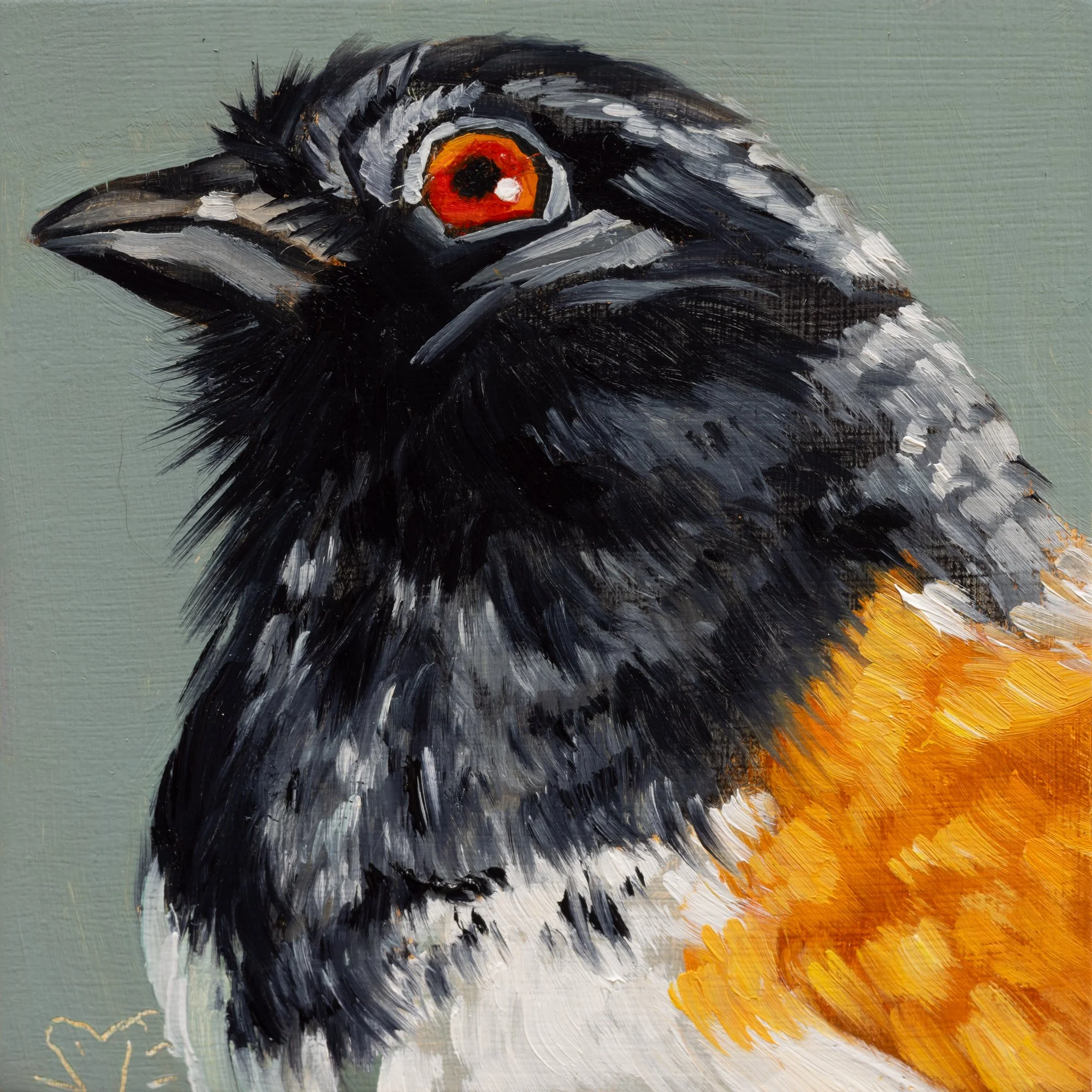Spotted Towhee Portrait 10.jpg